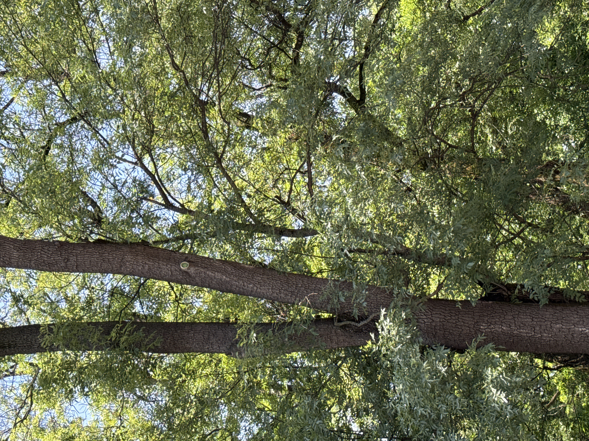 The image captures an upward perspective into the dense, leafy canopy of several large trees. Two prominent, thick branches or trunks with rough, dark brown bark extend horizontally across the middle section of the frame. These substantial wooden structures are surrounded by a profusion of small, vibrant green leaves that fill the entire composition.
Dappled sunlight filters through the foliage, illuminating the leaves and creating a variety of green hues, from bright, sunlit tones to deeper, shaded areas. Glimpses of a clear, bright blue sky are visible through the gaps in the dense leaves, suggesting a sunny day. The overall scene conveys lush natural growth.
There are no people, man-made objects (other than the trees themselves), or discernible activities taking place. No visible text is present. The setting is an outdoor natural environment, likely a park or forested area, consistent with a location such as Sofia, Bulgaria, as provided in the context. The time of day is clearly during daylight hours, marked by abundant sunshine.