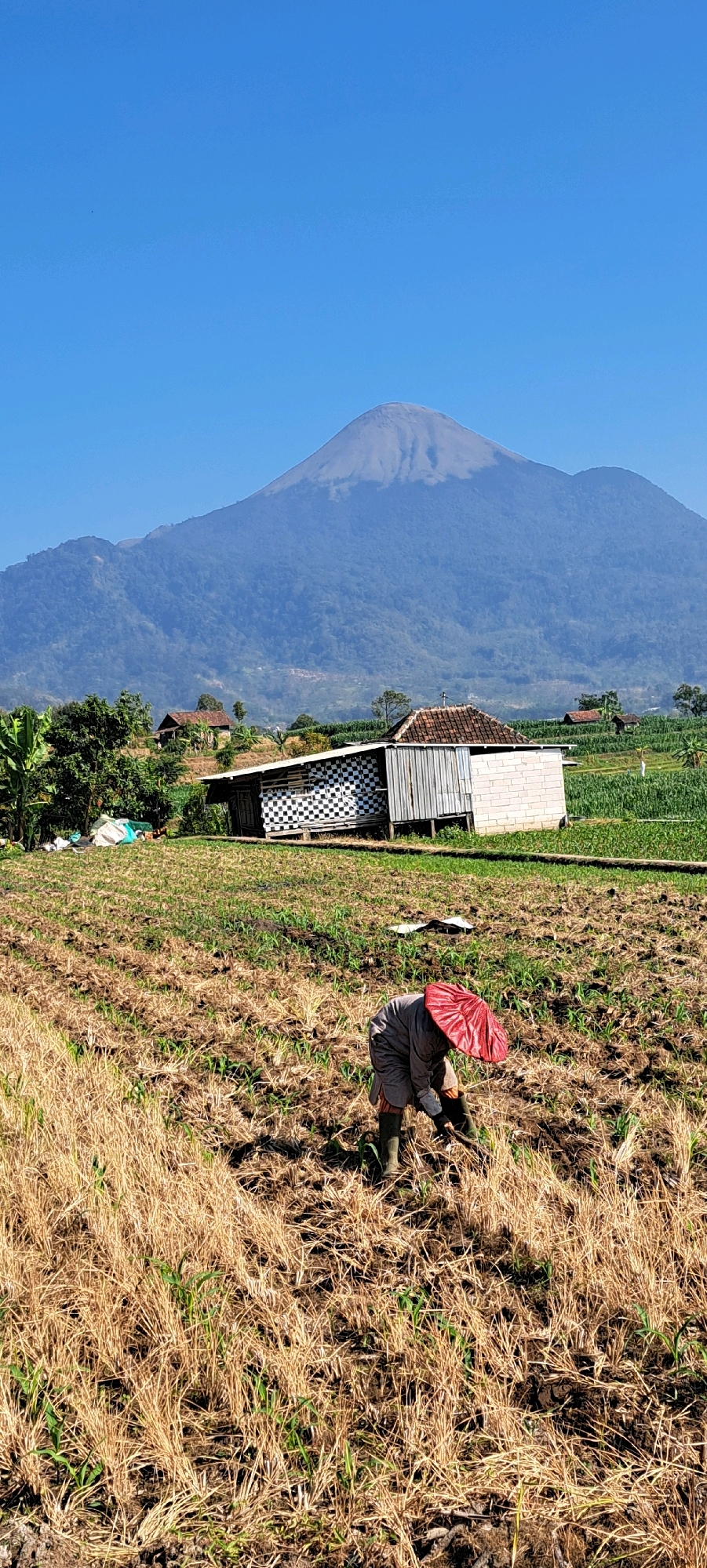 An individual, wearing a grey tunic, black trousers, green boots, and a red conical hat, is tending to a field in Sekarjoho, Indonesia. The field is covered in dry, golden stalks of harvested crops with some green shoots emerging. The individual is bent over, seemingly working the soil. In the background, a building with a checkered facade and corrugated metal roof stands beside a white brick structure, possibly storage or animal housing. Beyond that, lush green fields of what appear to be corn or similar crops stretch towards the horizon. Dominating the far background is a majestic, dormant volcano under a clear blue sky, its summit capped with a light dusting of ash or cloud. Banana trees and other vegetation dot the landscape between the fields and the structures. The overall scene depicts agricultural activity in a rural Indonesian setting with a striking natural backdrop.