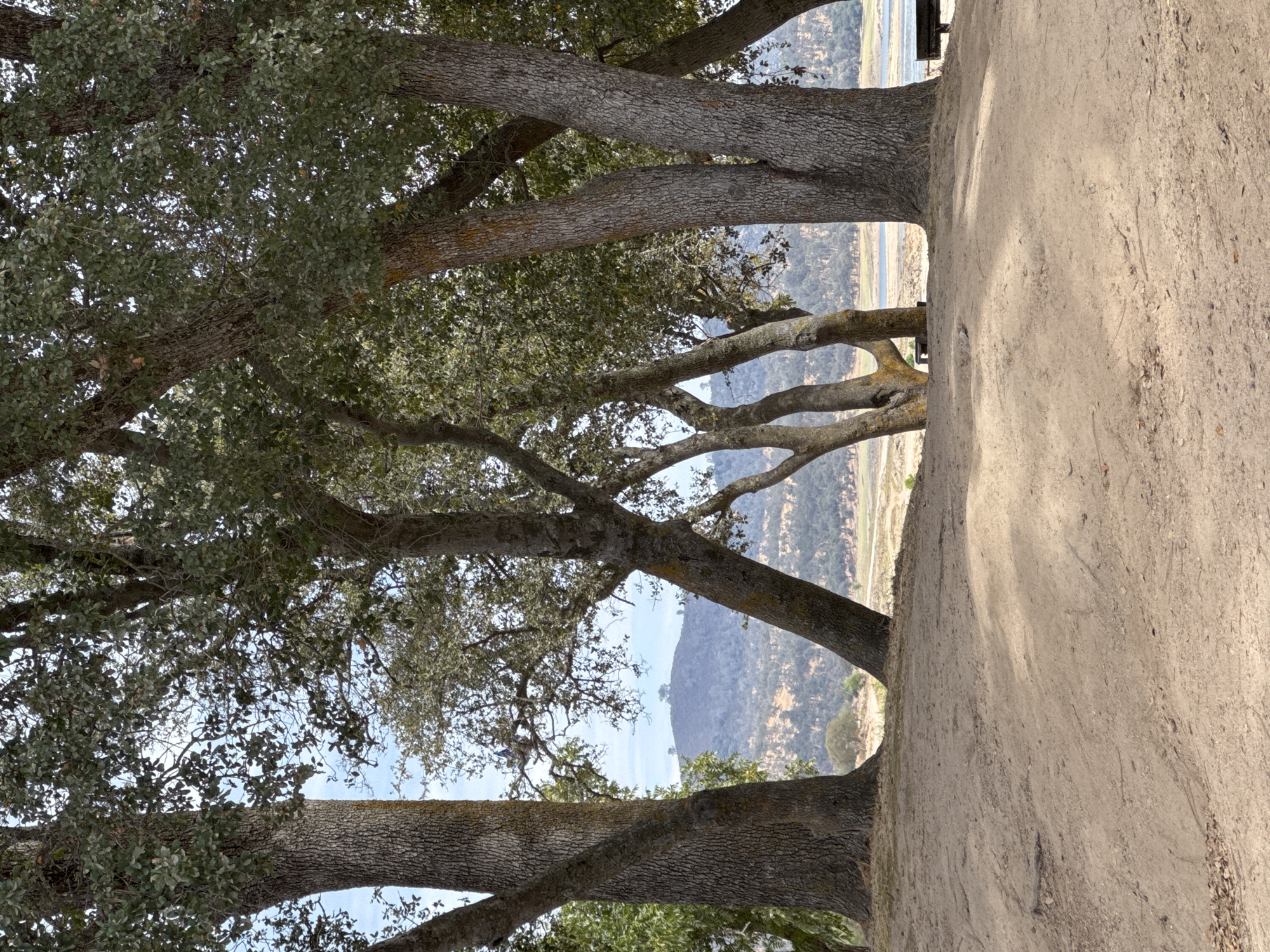 In Folsom, California, United States, a scenic view unfolds from a sandy, elevated embankment overlooking a body of water, likely Folsom Lake, given the typical landscape. Several large oak trees with rough bark and dense green foliage dominate the foreground and midground, their trunks casting dappled shadows on the sandy ground. The trees are positioned to frame a distant view of rolling hills covered in sparse vegetation, with a prominent, rounded hill at the center. The sky above is a pale blue with scattered white clouds. A few benches are visible near the water's edge, suggesting a park or recreational area. The overall atmosphere is tranquil and natural, with no people visible in the frame.