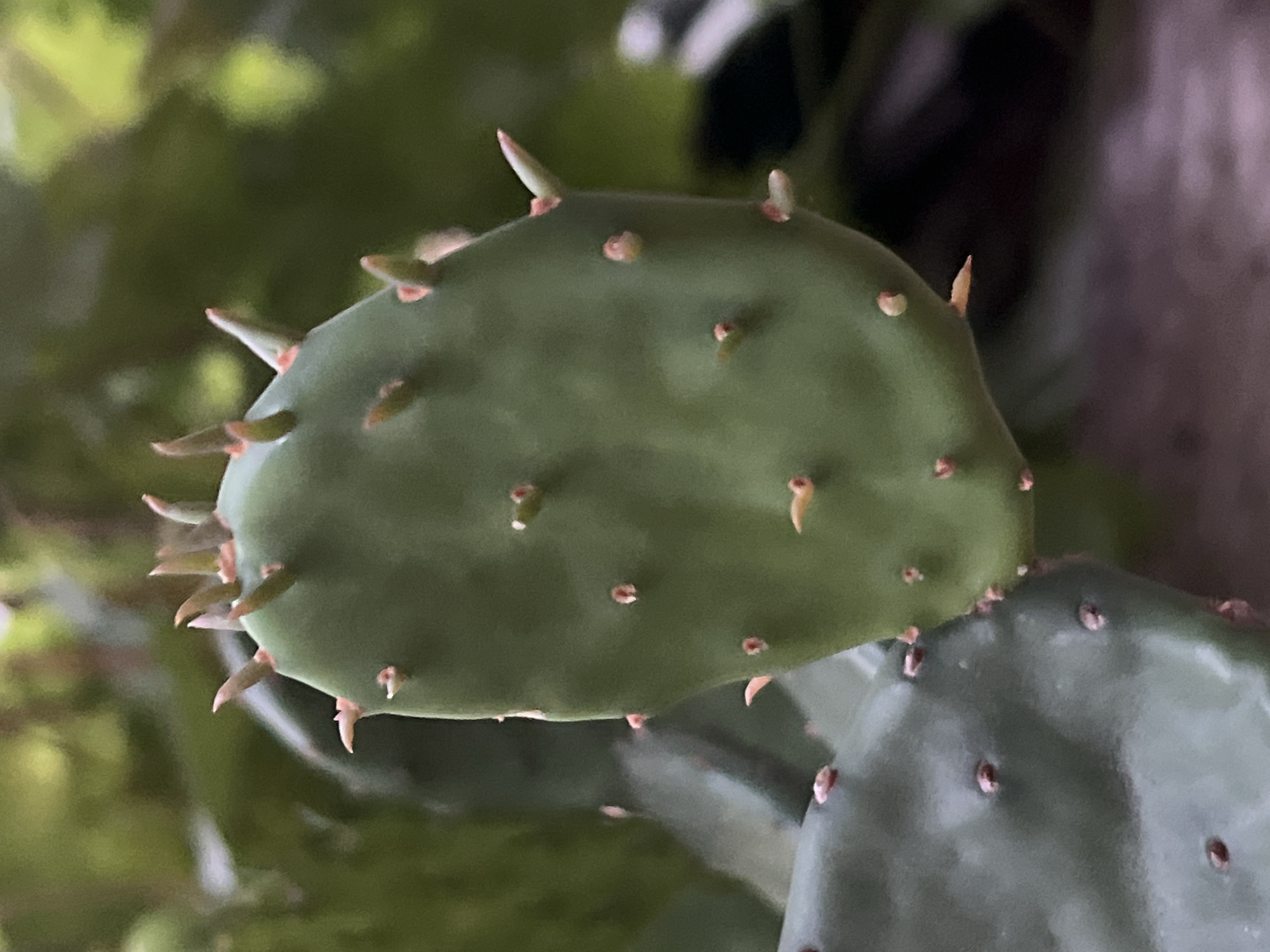 This is a close-up, horizontal, outdoor photograph of a prickly pear cactus pad. The pad is a vibrant green and has numerous spines of varying sizes protruding from its surface. Some spines are sharp and pointed, while others appear softer and more underdeveloped. The background is blurred, with soft greens and hints of lighter yellow, suggesting foliage or a natural setting. The lighting is soft and diffused, indicating it is likely daytime, possibly overcast or in a shaded area. There are no people visible in the image. The focus is entirely on the details of the cactus pad, highlighting its texture and spiny protrusions. The setting appears to be outdoors, given the natural lighting and background foliage, and the context provided places it in Tvarditsa, Bulgaria.