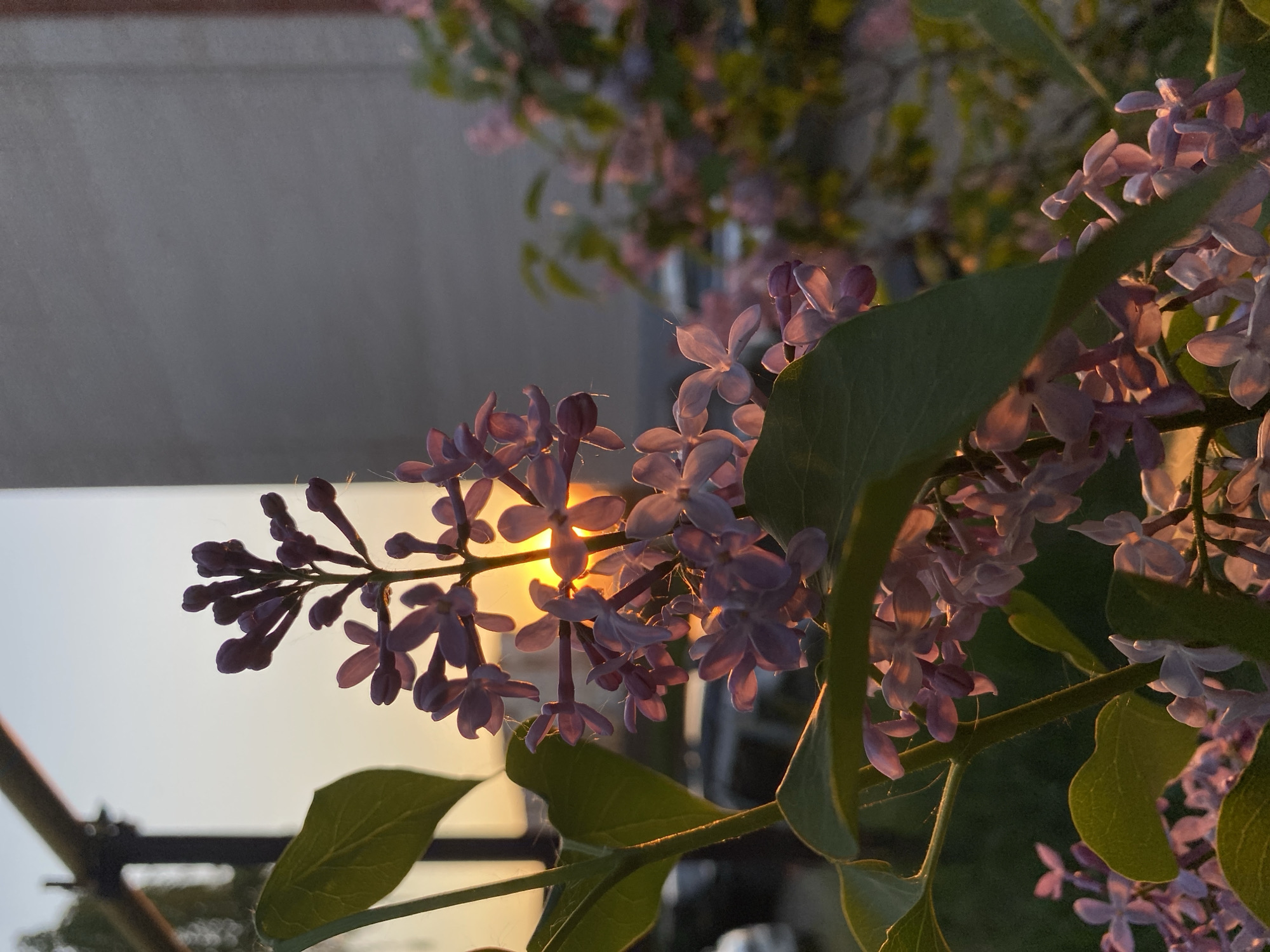 A close-up of lilac blossoms against a golden sky dominates the image. The blossoms, in varying shades of purple, are partially silhouetted by the sun, which peeks through the branches. Green leaves are also visible, adding depth to the foreground. The background is blurred, showing hints of a building or structure on the left, and additional lilac blooms in the upper right. The lighting suggests either sunrise or sunset. There is no specific information in the image indicating that it was taken in Votkinsk, Russia. The location cannot be verified with the provided image alone.