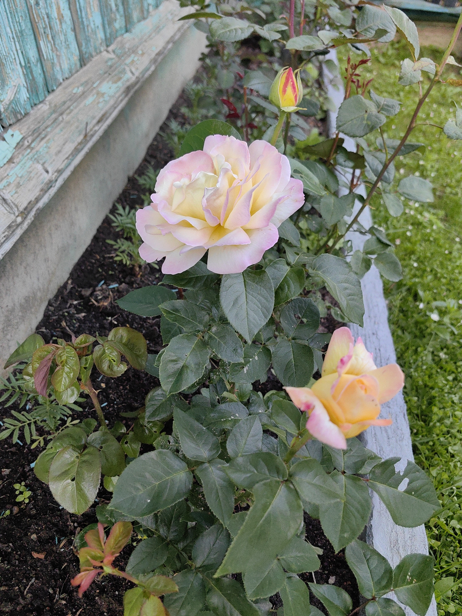 The image shows a close-up of a rose bush with several blooms and buds. The main focus is on two roses: a large, light pink and yellow rose in the upper left, and a smaller, peachy-pink rose in the lower right. A rose bud with red and yellow streaks is visible in the upper center. The roses are surrounded by green foliage and are planted in dark soil. In the background, there is a weathered wooden surface painted turquoise on the left and green grass with small white flowers on the right. A light grey border runs along the right side of the planting bed. The scene appears to be in an outdoor garden setting, likely in Дзямідавіцкі сельскі Савет, Belarus, given the context. There are no people or animals visible in the image. The lighting suggests it is daytime, possibly overcast.