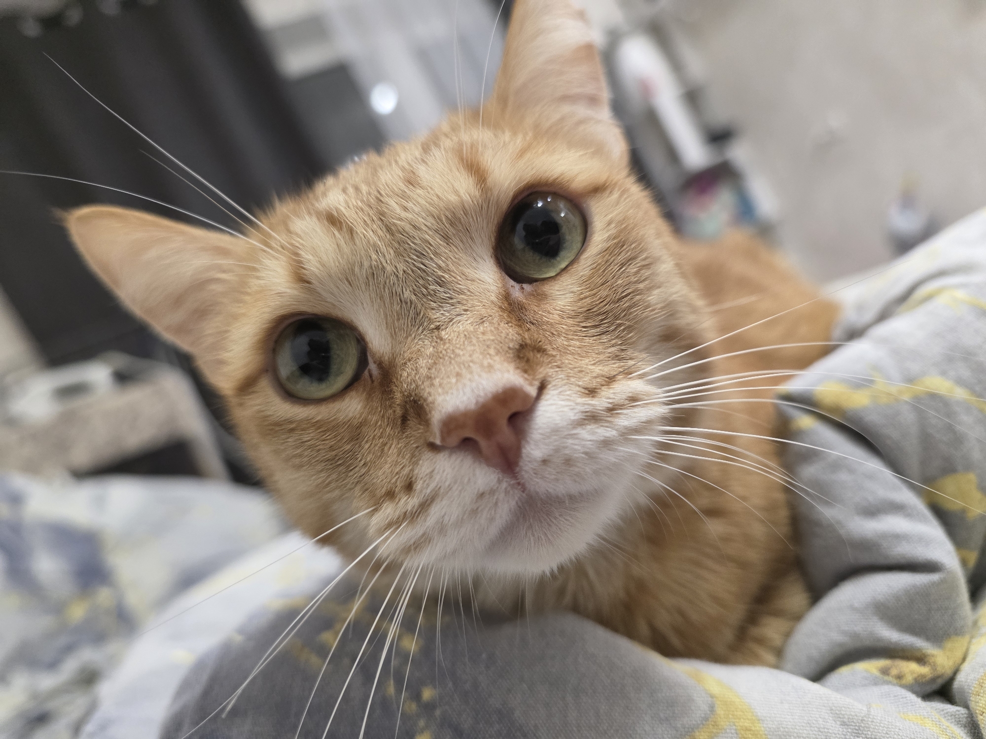A close-up, eye-level shot shows an orange tabby cat lying on a patterned grey blanket. The cat has short fur, green eyes, and long white whiskers. The cat's gaze is directed towards the camera. In the background, blurred shapes and light suggest an interior setting. There is no indication of the city of Chaikovsky, Russia.