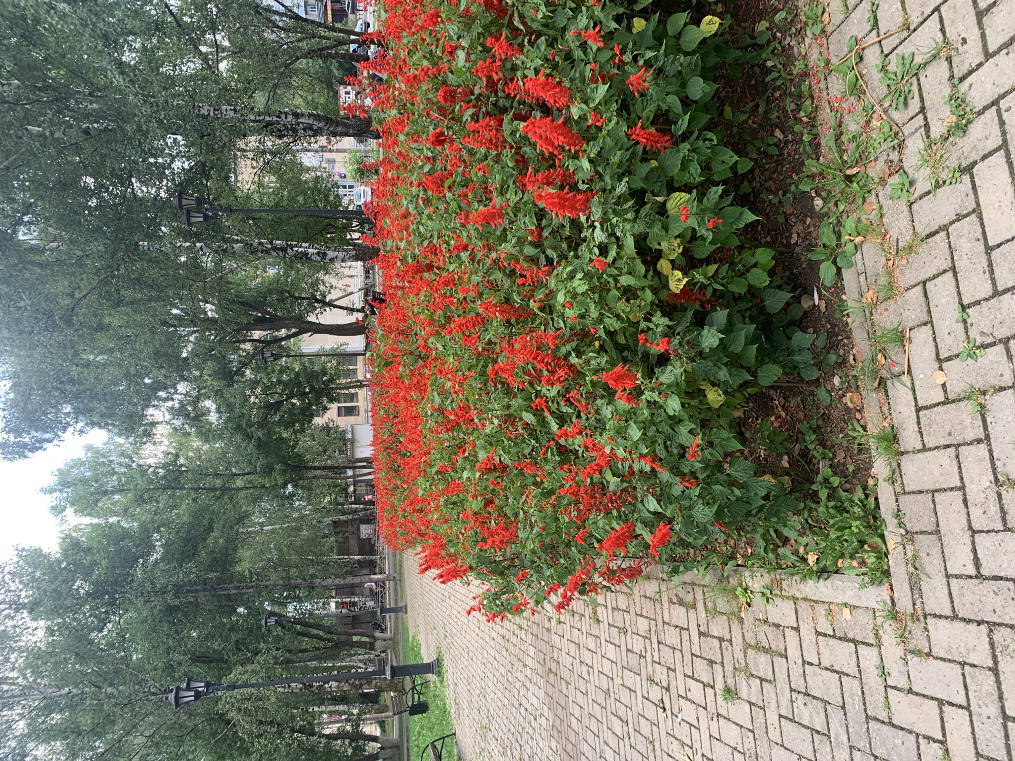 A pathway of grey paver bricks runs diagonally from the lower left to the upper left of the image. A large bed of vibrant red flowers fills the right and center of the image, creating a dense border along the pathway. Beyond the flower bed, a row of tall trees with green foliage lines the background, interspersed with streetlights and some buildings. In the distance, several people are visible walking or sitting on benches. The scene appears to be a park or a public garden in the city of Asha, Russia.