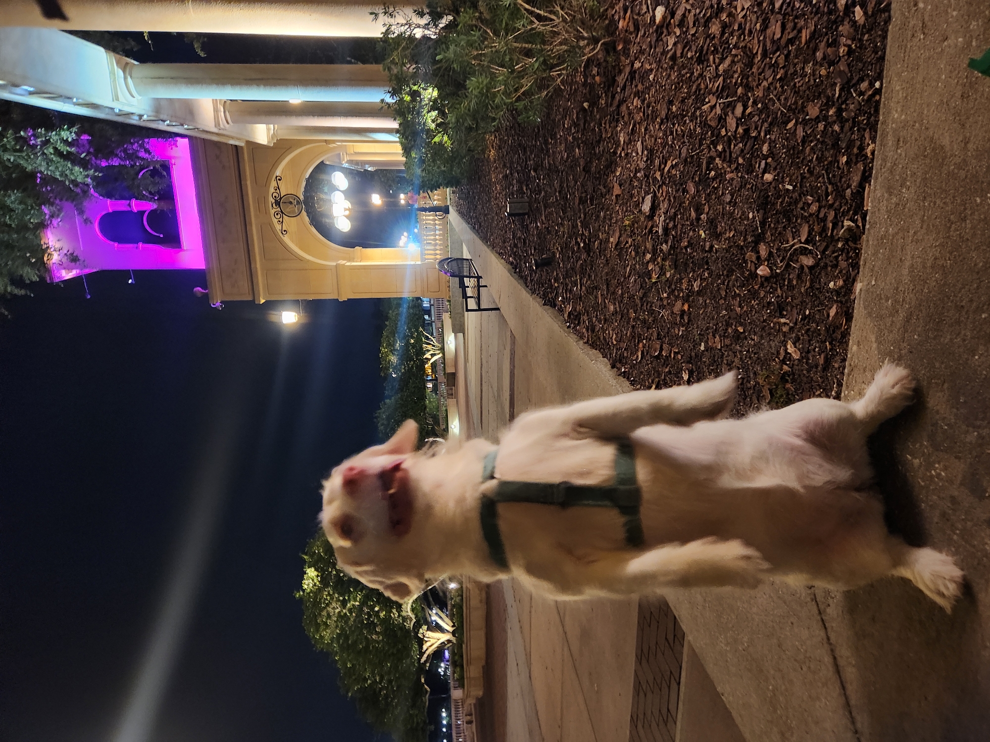 A light-colored dog stands on its hind legs on a paved walkway at night. The dog is facing forward with its mouth open and tongue out, appearing to be panting or excited. It wears a dark green harness. In the background, there is a light-colored building with arches and columns, illuminated by artificial lights, including bright purple lights at the top of a tower. Trees are visible behind the building and to the left. The ground in the foreground is a mix of pavement and dark mulch. The scene is located at Cranes Roost Park in Altamonte Springs, Florida, United States of America.