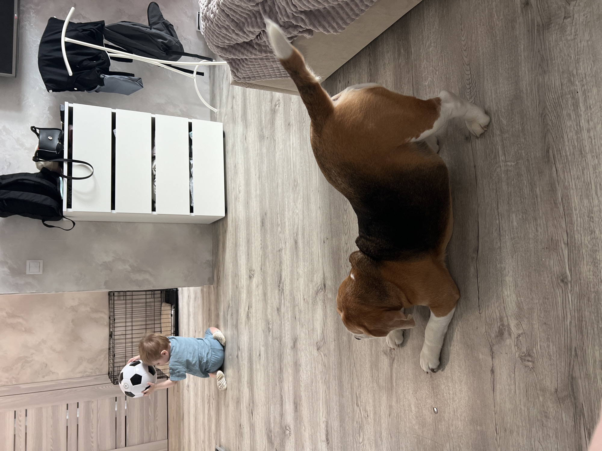 A child in a blue outfit kneels on a wooden floor, holding a black and white soccer ball. Behind the child is a black wire cage, a cream-colored wall with a light switch, and a white cabinet. A beagle dog lies on the same wooden floor, its body oriented towards the upper right of the frame, with its tail pointing upwards. Above the white cabinet is a pile of items, including black bags and white supports. Above the dog is part of a cream-colored bed or couch. The location is a room with wooden floors and muted wall colors. There is no evidence to suggest it is located in Izhevsk, Russia.