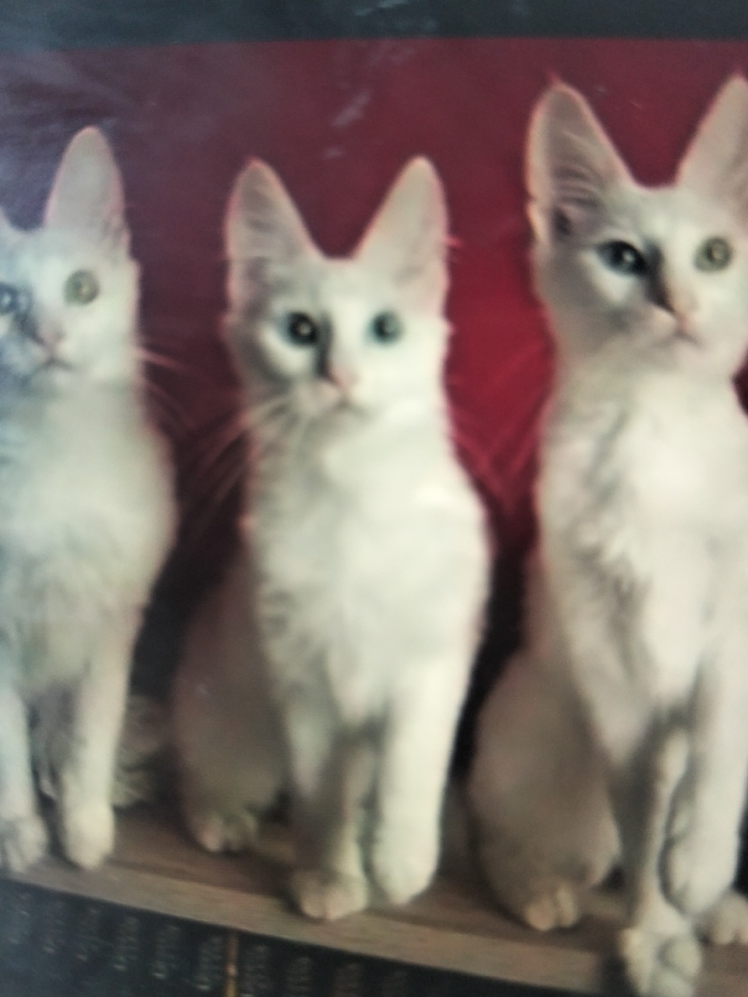 Three white cats are sitting on a wooden shelf. The cat on the left has green eyes and is looking to the left. The cat in the middle has blue eyes and is looking forward. The cat on the right has green eyes and is looking forward. The background is a dark red color. The image is blurry and out of focus, and it is impossible to determine the location of the image within the city of Payagaboh, Indonesia.