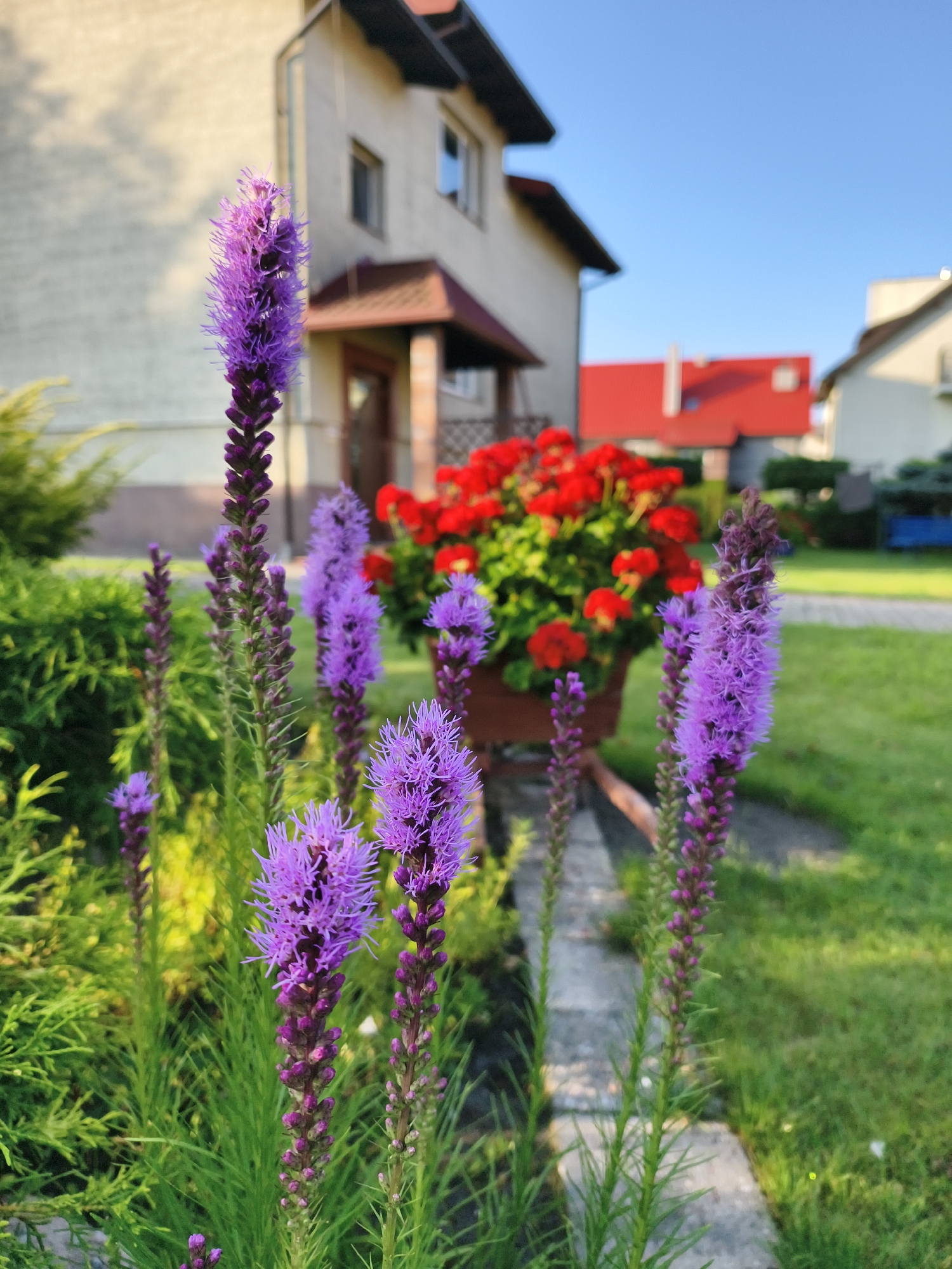 The image depicts a garden scene with several prominent purple Liatris flowers in the foreground, their tall spikes covered in feathery blooms. Behind them, a planter overflows with vibrant red flowers, likely geraniums, creating a striking contrast. In the background, a light-colored residential building with a red-tiled roof is visible, suggesting a suburban or residential area. The lawn is green and well-maintained, and the sky is a clear, bright blue. The lighting indicates it is likely late afternoon or early morning, casting a warm glow on the scene. The image was taken in Tczew, Poland.