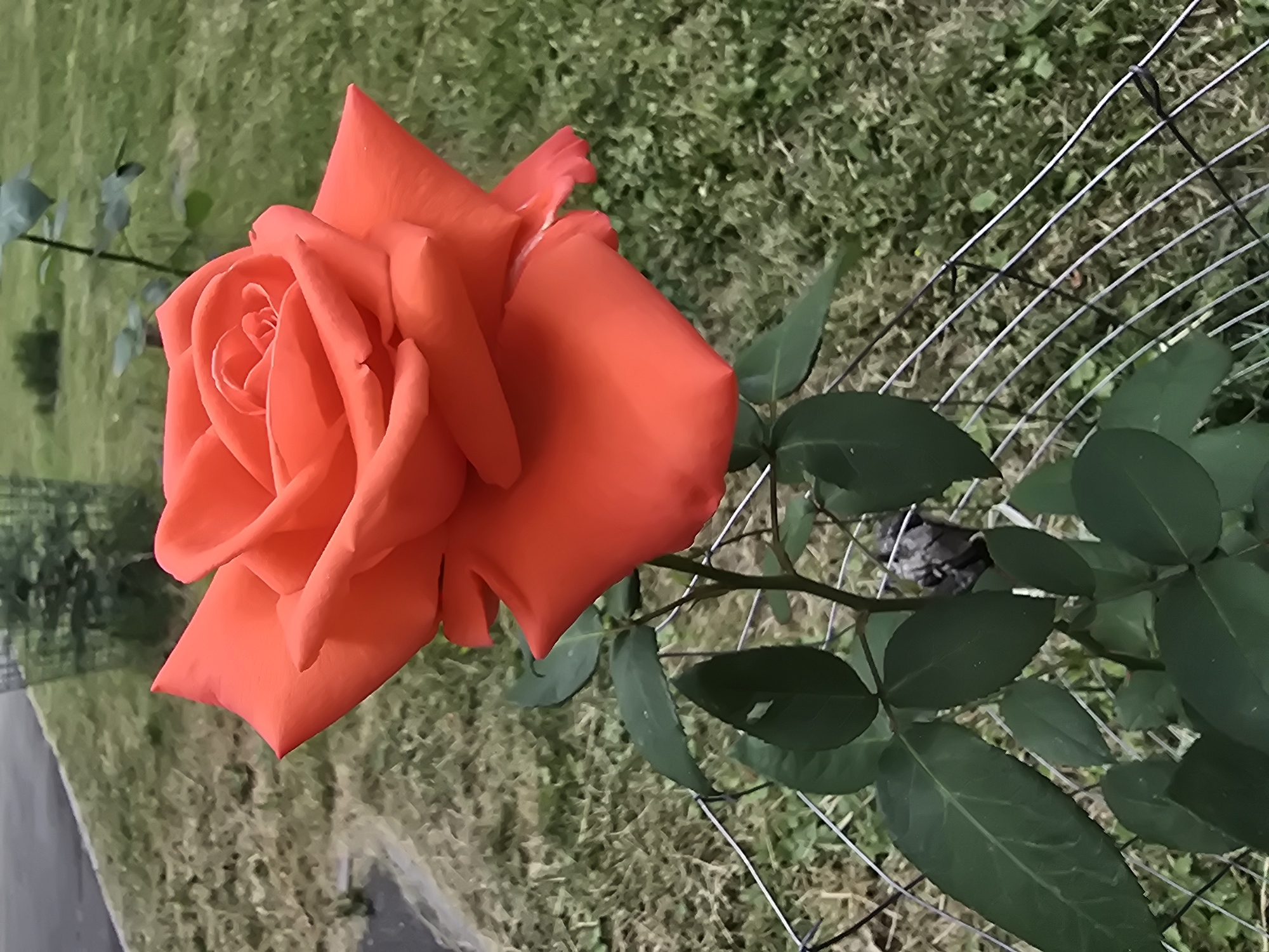 A vibrant orange rose is in full bloom, its petals unfurling in a spiral. The rose is positioned in the foreground, with its stem and dark green leaves visible. A thin wire fence runs along the bottom and right side of the image, partially enclosing the rose. In the background, a patch of green grass is visible, with a blurred path or road on the left and more grass and foliage further back, suggesting an outdoor urban or park setting. The overall lighting indicates it's daytime.