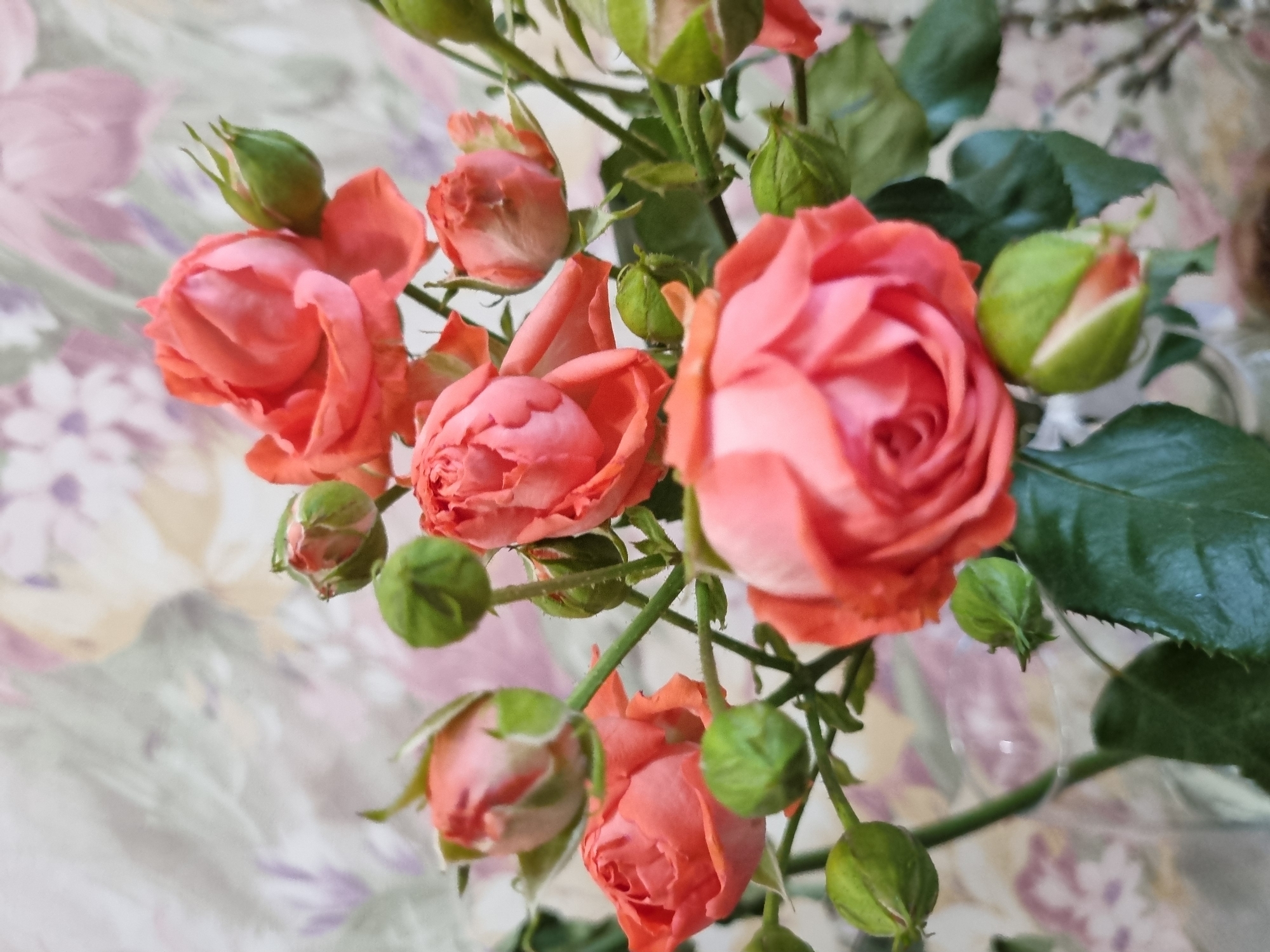 This close-up image features a vibrant bouquet or cluster of small, salmon-pink roses and numerous green rosebuds, likely arranged indoors in Chaikovsky, Russia. The central focus is on the delicate flowers, with several roses in full bloom displaying their layered petals, alongside a multitude of tightly closed and partially open green buds. Lush green leaves and stems are visible, intermingling with the blossoms.
The background is softly blurred, showing an indistinct pattern of light pastel shades, suggesting a floral wallpaper or patterned fabric in muted pink, purple, and green tones. The lighting appears natural and bright, indicative of daytime. There is no human activity or visible text present in the frame. The image conveys a sense of natural beauty, freshness, and tranquility.