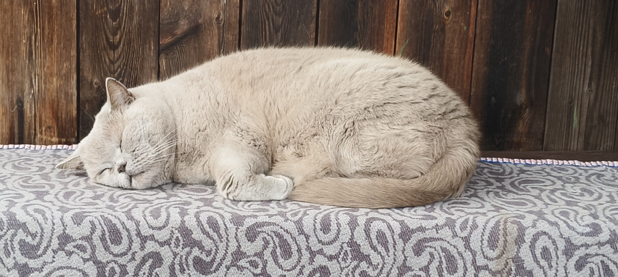 A light brown cat is sleeping curled up on a patterned surface in front of a wooden wall.