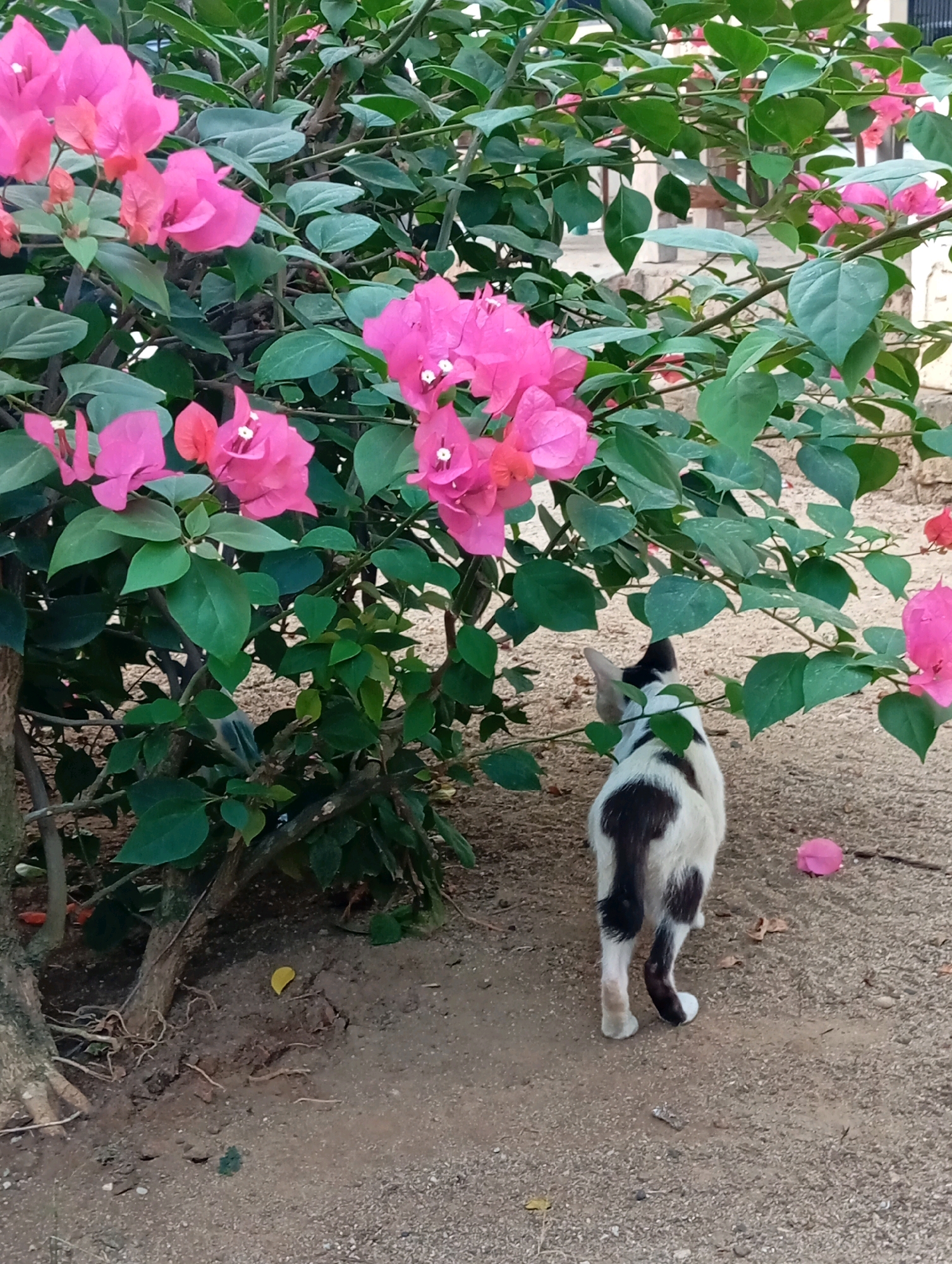 In Leman Benawi, Indonesia, a black and white cat is walking away from the camera towards a vibrant pink bougainvillea plant. The cat has a predominantly white body with distinct black patches on its back and tail, and a black marking that extends down its right hind leg. The bougainvillea plant is in full bloom, with lush green leaves and bright pink bracts (modified leaves that resemble petals). The ground beneath the plant and the cat is composed of sand and small gravel. In the background, there are hints of a building with white pillars. The overall scene depicts a tranquil outdoor setting with a focus on the natural beauty of the plant and the feline subject.
