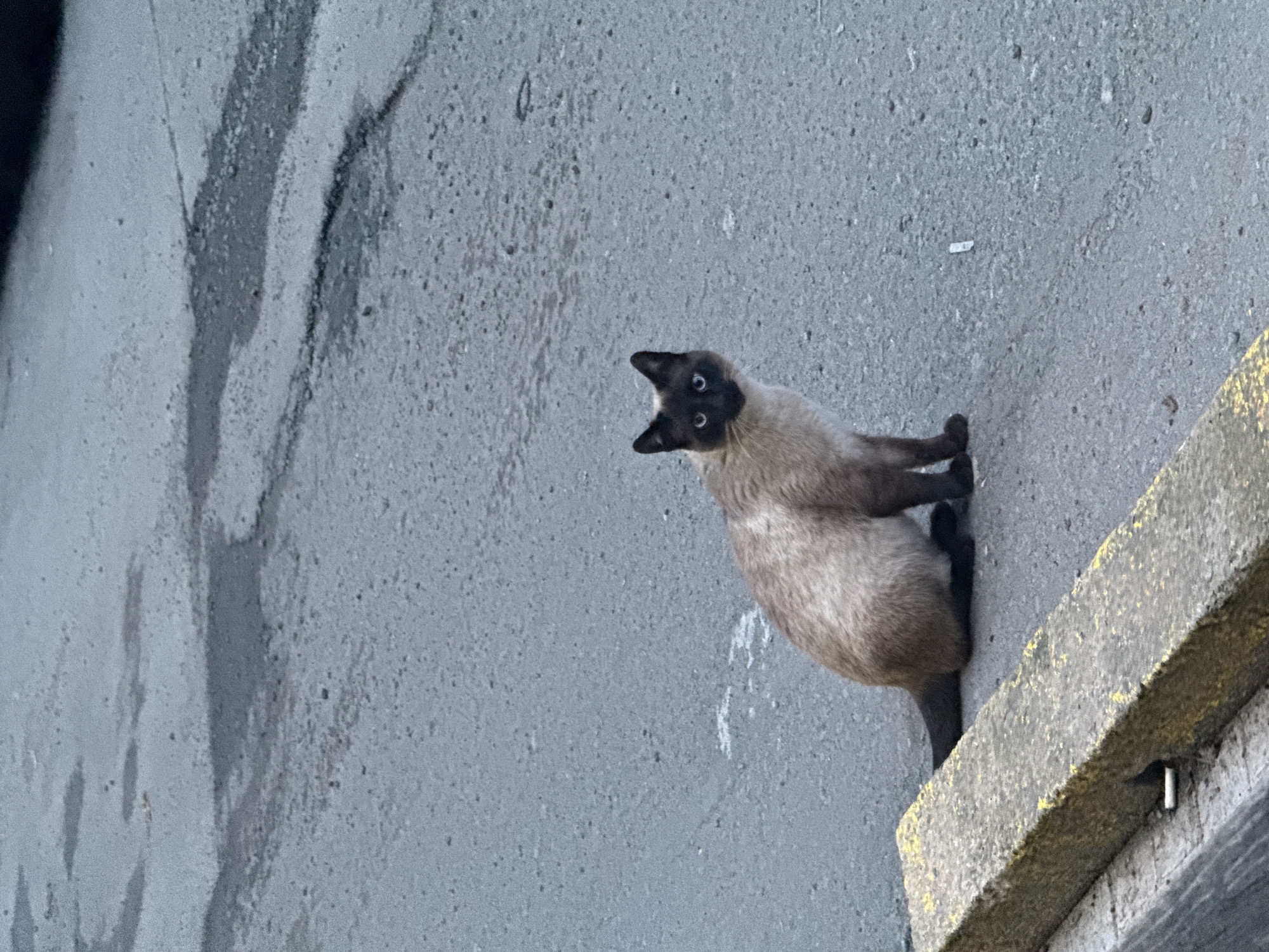 A Siamese cat clings to the side of a gray concrete wall. The cat's head is turned to face the viewer. It is holding on to a concrete ledge on the right side of the frame. The location is Burgas, Bulgaria, though this detail is not evident from the photograph alone.
