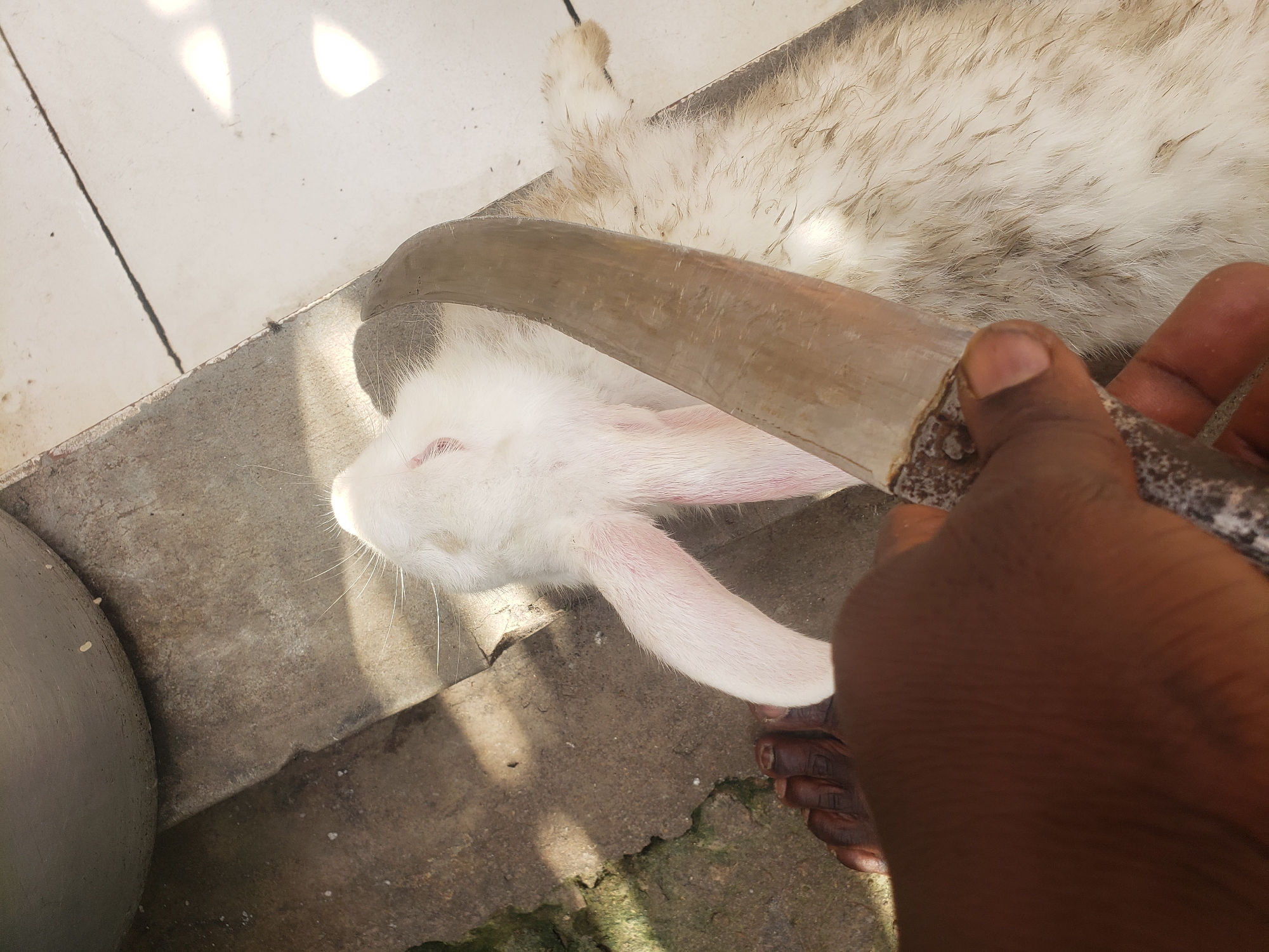 A close-up, top-down shot shows a person's hand holding a knife over a deceased rabbit. The rabbit, predominantly white with some brown fur, lies on its back. Its ears are long and pink, and its nose is visible. The knife, with a curved metal blade, is positioned diagonally across the rabbit's body. A dark-skinned foot is visible to the left of the rabbit. The ground appears to be a mixture of concrete and dirt. The scene is illuminated by sunlight, creating shadows. The context suggests this scene is located in Narayi, Nigeria.