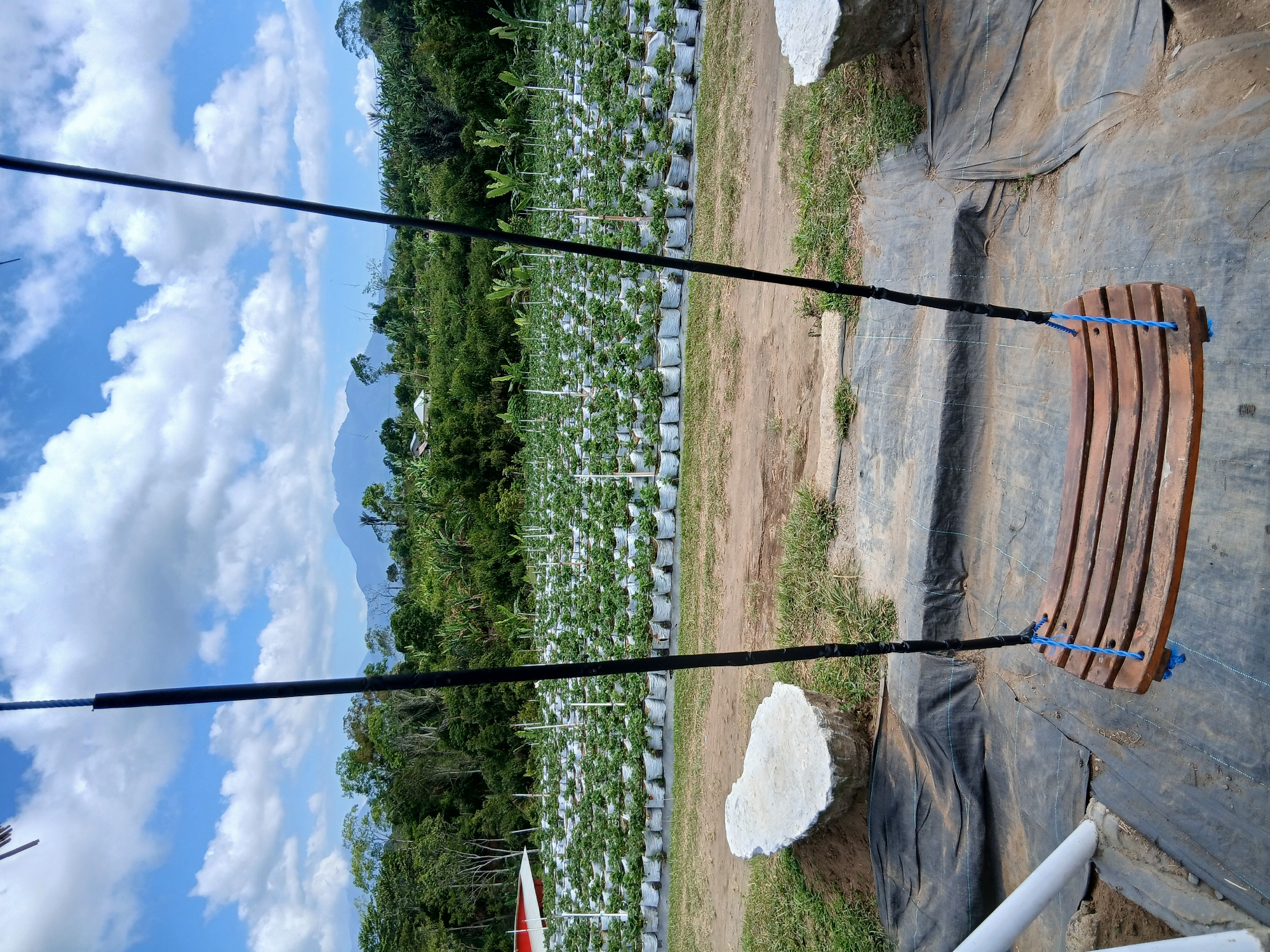 This is a medium shot of a wooden swing seat with blue ropes, hanging from black poles. The swing is in the foreground, positioned over black plastic sheeting and dirt. To the left of the swing, a white pipe is visible. Beyond the swing, a large field of strawberry plants in white bags stretches into the distance. In the background, a dense forest is met by a mountain range under a cloudy sky with scattered white clouds. The scene is likely in a rural area, possibly an agricultural site near Kintamani, Indonesia.