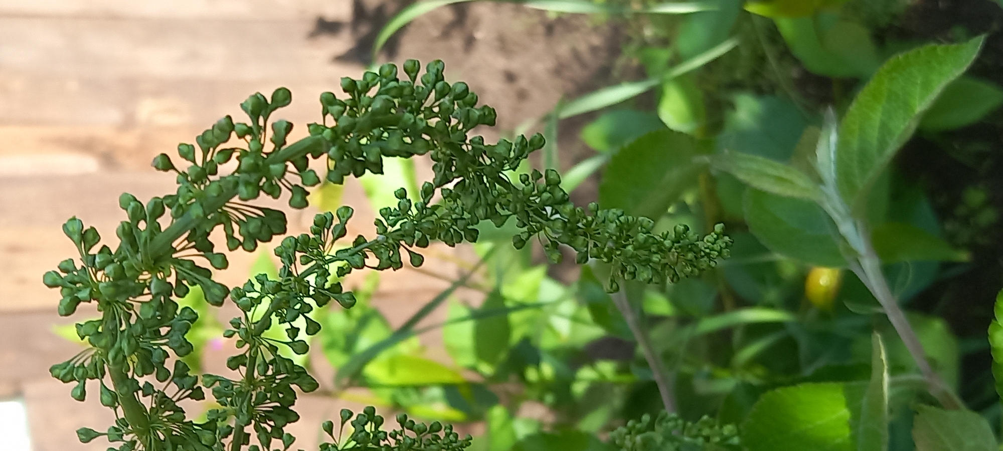 A close-up shot shows the immature fruiting bodies of a plant, likely a vine, against a backdrop of green foliage and a blurred wooden surface. The fruiting bodies are small, green, and clustered along slender stems. Additional green leaves of various sizes are scattered around the focal point of the plant. The background includes hints of soil and other vegetation. The location and specific city of Kryvyi Rih, Ukraine, cannot be determined from the image alone.
