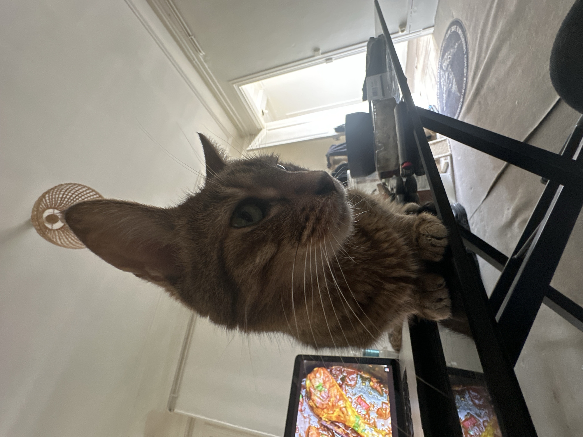 A brown tabby cat with green eyes sits on a black glass desk, looking down. A laptop displaying a colorful image is open to the left of the cat. In the background, a doorway leads to another room, and a ceiling fan is visible overhead. The scene appears to be indoors, possibly in a residential setting. The provided image does not contain any elements that allow for the determination of its location in the city of Paris, France.
