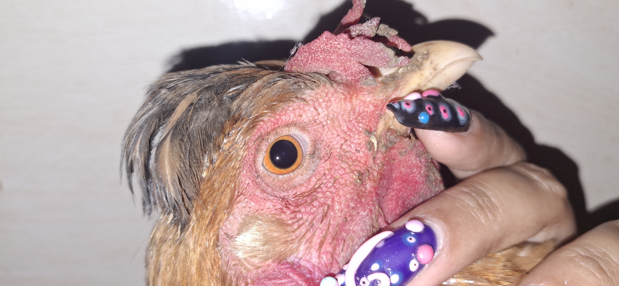 A close-up shows the head of a chicken being held. The chicken has a red comb and wattle, brown and gray feathers, and an orange eye. A person's hand with decorated nails is holding the chicken near its beak. No details about Vallecito, Venezuela, or its environment can be extracted from the image.
