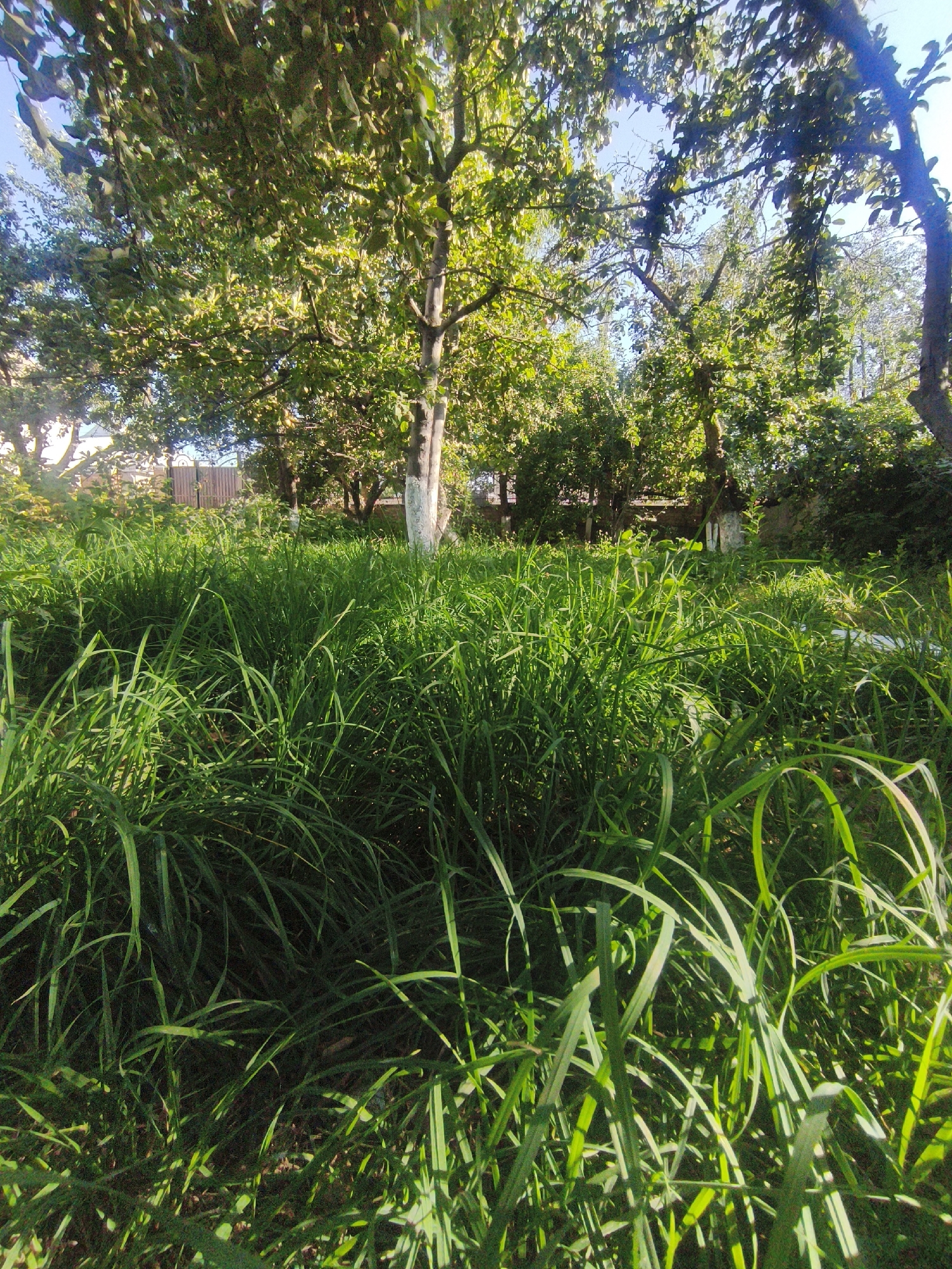 The image depicts a sun-drenched backyard in Talas City, Kyrgyzstan, dominated by lush green grass. In the foreground, the grass is tall and somewhat overgrown, with individual blades catching the sunlight and casting shadows. Behind the tall grass, a tree with a white-painted trunk stands prominently. Further in the background, more trees with dense green foliage are visible, suggesting a natural and somewhat wild setting. A wooden fence can be seen behind the trees, hinting at a boundary. The overall impression is of a peaceful, secluded garden space on a clear, sunny day.