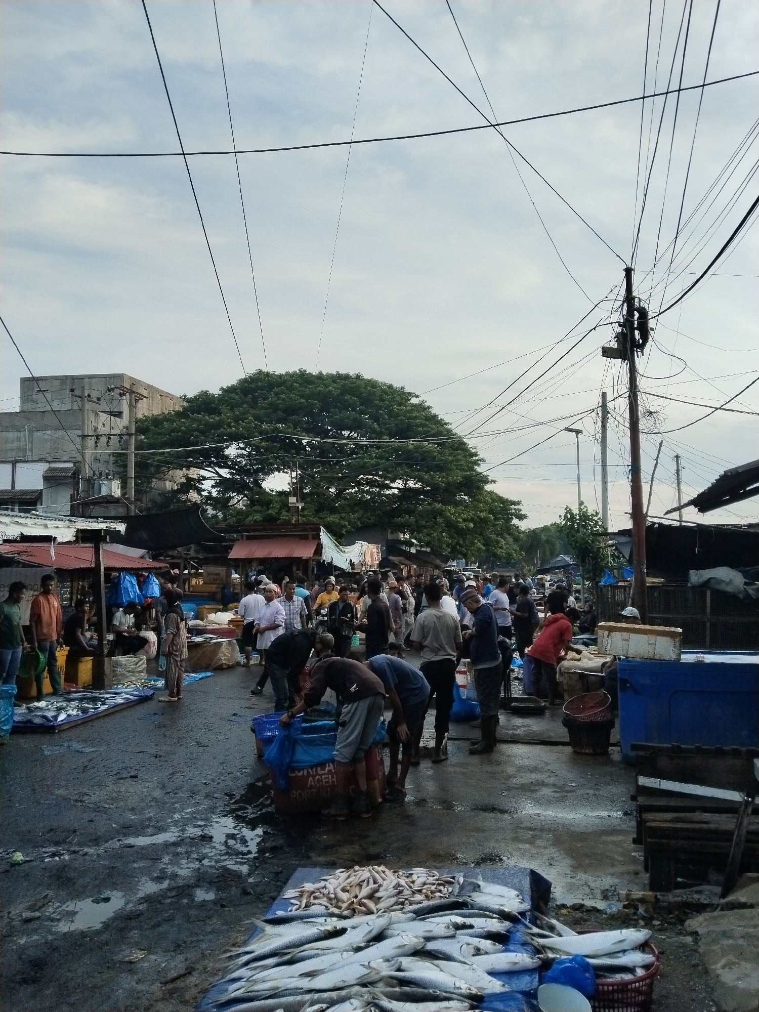 The image depicts a bustling fish market in Lhokseumawe, Indonesia, likely located in a coastal area given the abundance of fish. The scene is set outdoors under an overcast sky, with numerous overhead power lines creating a complex network above.
In the foreground, a large quantity of fresh fish is spread out on a blue tarp, with more fish visible in a red woven basket to the right. Several individuals are actively engaged in the market activities. Some are bent over, appearing to be sorting or preparing the fish, while others stand and observe. The ground is wet and muddy, indicating a damp environment, possibly due to recent rain or water used for cleaning.
Behind the foreground activity, more market stalls and structures are visible, with vendors and shoppers interacting. The stalls are covered with tarps and awnings, offering some protection from the elements. The background reveals buildings, including a larger concrete structure and a prominent, large tree with dense foliage, suggesting a mix of urban and natural elements in the surroundings. The presence of various containers, baskets, and plastic bags suggests the logistical aspects of a market where goods are bought, sold, and transported. The overall atmosphere is one of a busy and active marketplace.
