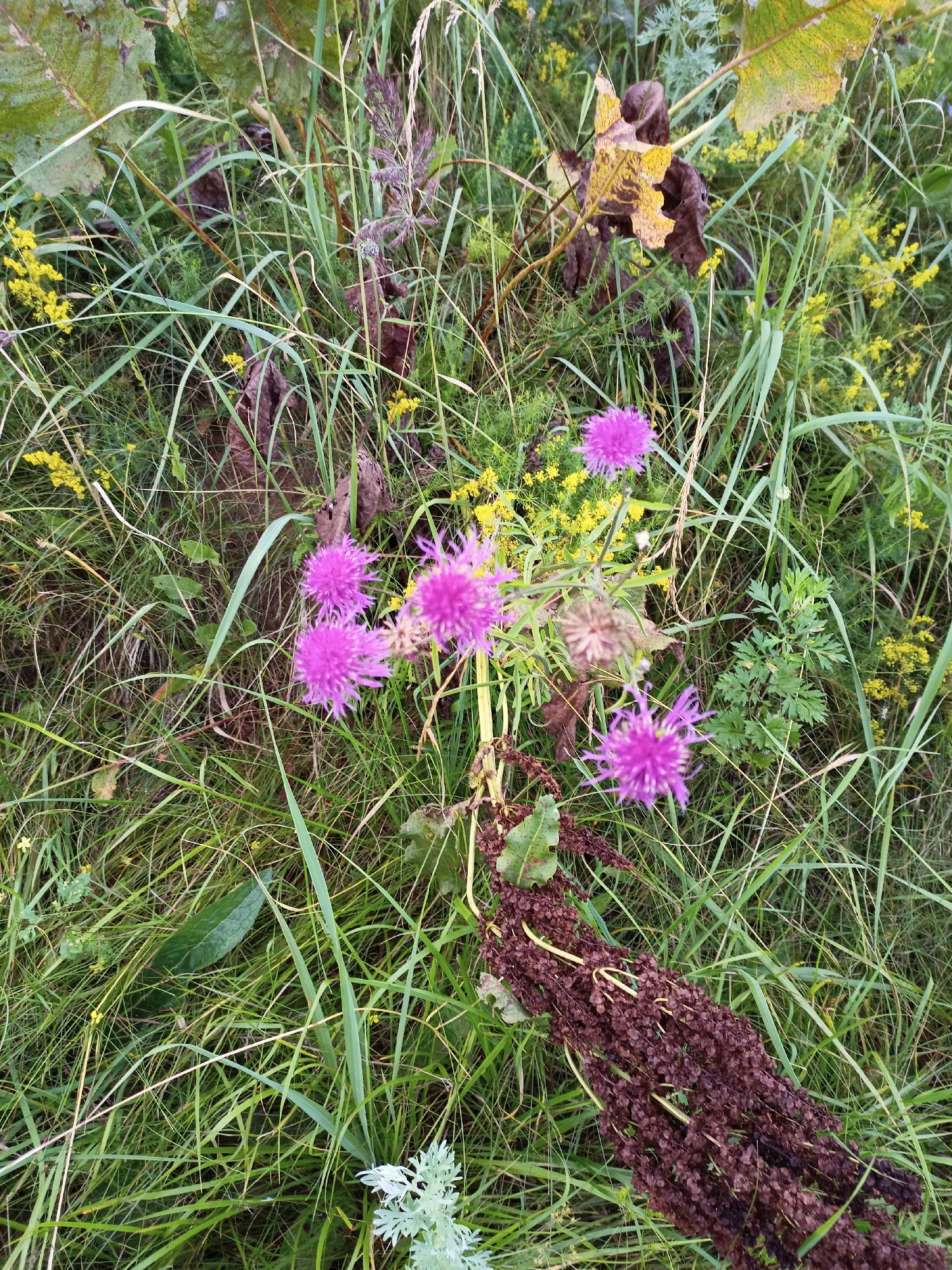 The image displays a close-up view of a natural scene, likely a meadow or roadside in the village of Streshynski, within the Streshynski rural council, Belarus. The primary subjects are several vibrant purple thistle-like flowers, interspersed with tall green grass, some dry brown foliage, and clusters of small yellow wildflowers. The overall impression is one of untamed nature, with a focus on the intricate details of the plants and their textures. The lighting suggests it may be late afternoon or early morning, with a soft, diffused light illuminating the scene. There are no people or animals visible in the image.