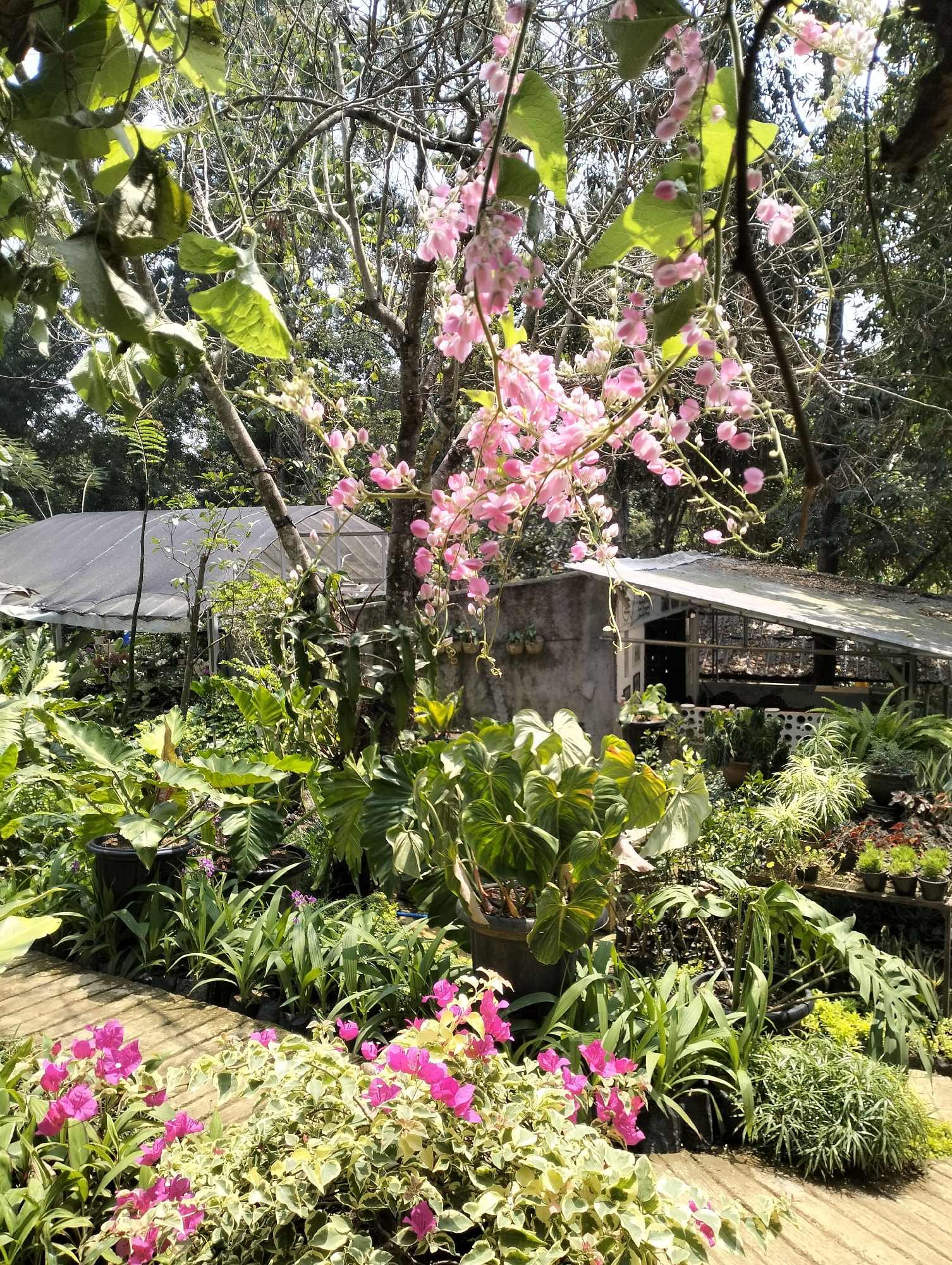 A lush garden in Banjarejo, Indonesia, features a variety of plants, including pink flowers cascading from trees and vibrant pink bougainvillea in the foreground. Several potted plants of various sizes and leaf shapes are arranged on a wooden walkway. In the background, two structures with slanted roofs are visible, one covered with a dark mesh material and another with a metallic roof. The overall scene suggests a nursery or a well-maintained garden space bathed in natural sunlight. There are no people present in the image.