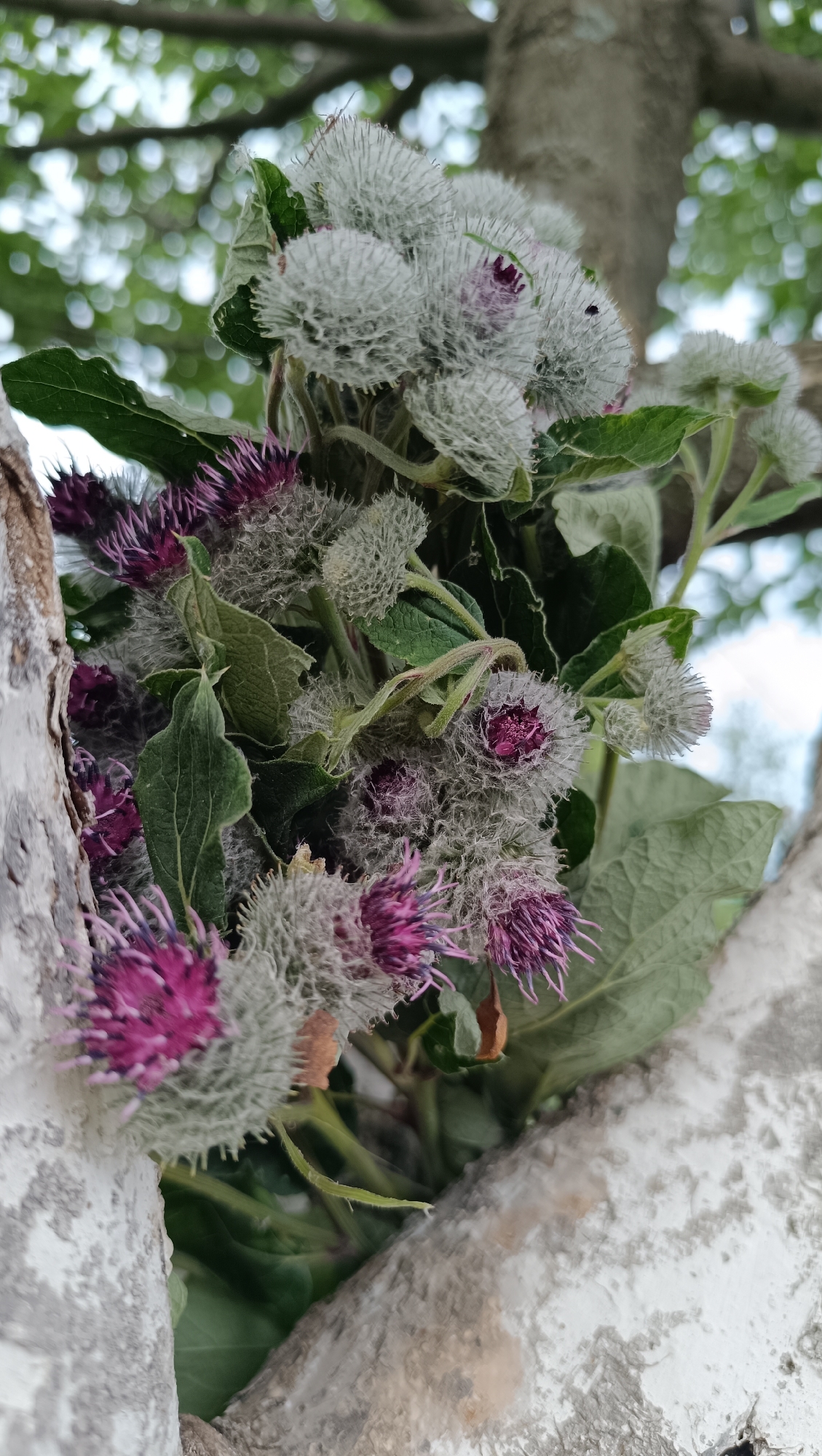 A close-up, vertical shot captures a bouquet of burdock flowers nestled between two tree trunks. The burdock flowers are a mix of fluffy, light gray seed heads with hints of purple florets peeking through, and some more open, vibrant purple blossoms. Lush green leaves are interspersed among the flowers, some slightly wilted. The tree trunks are rough and light-colored, with a textured bark. In the background, out-of-focus green foliage and bright, circular bokeh suggest an outdoor, possibly park or wooded, environment. The image does not contain any people or visible actions. The scene is set in Karsha, Russia.