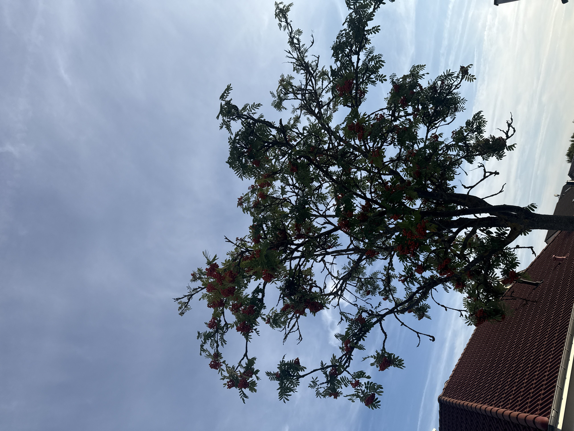 A close-up, low-angle shot captures a mature rowan tree, laden with clusters of red berries, against a bright, partially cloudy sky. The tree's branches extend outwards, silhouetted against the light. In the lower left corner of the frame, the corner of a red-tiled roof of a building is visible, suggesting an urban or suburban setting. The sky is a gradient of light blue with wispy white clouds, indicating daytime. There are no people or animals present in the image. The scene appears to be from the town of Bad Salzschlirf, Germany, based on the context provided.