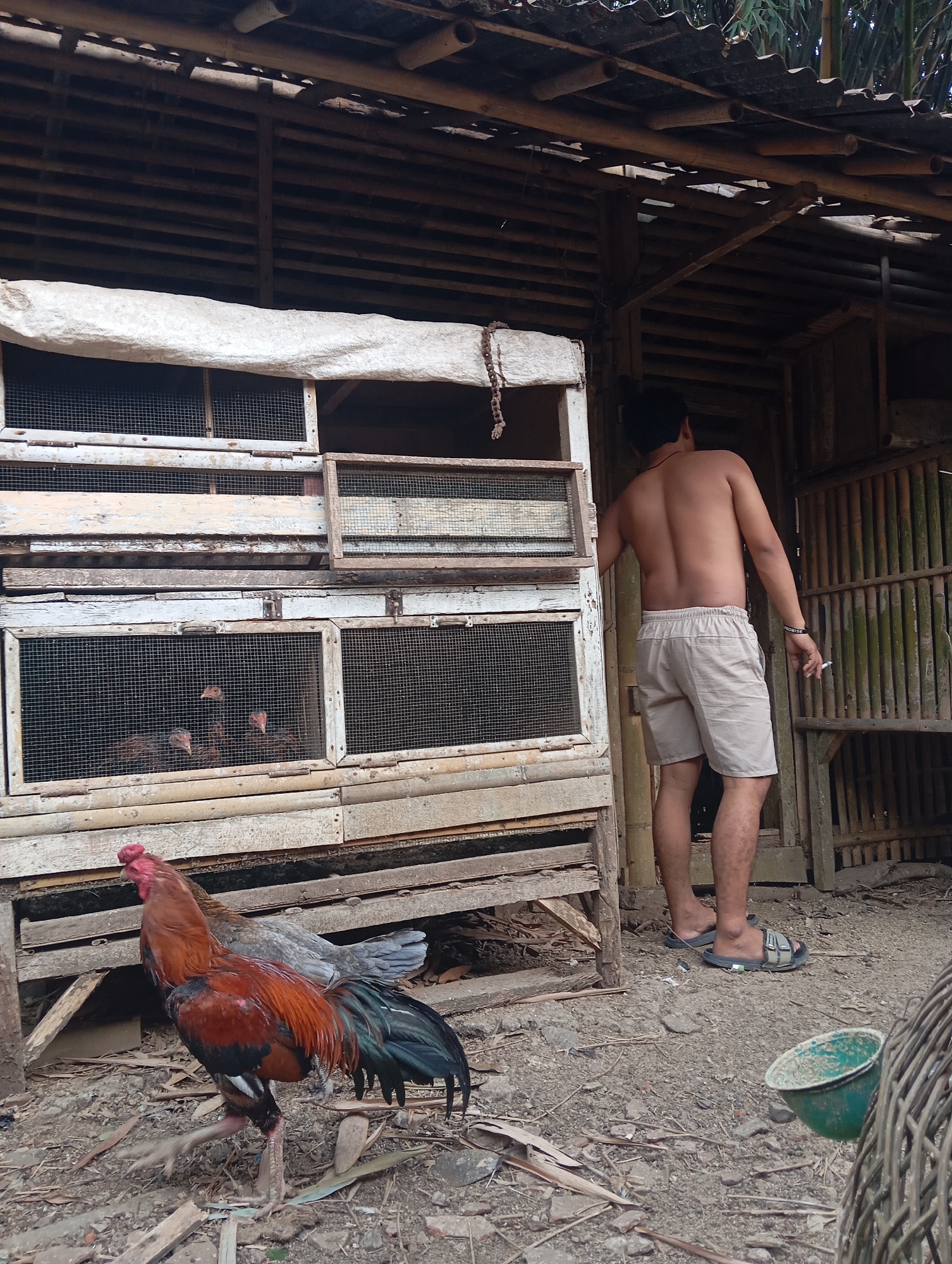 In Kedungbenda, Indonesia, a shirtless man wearing light-colored shorts and sandals stands with his back to the camera, holding a cigarette, near a wooden structure. In the foreground, a vibrantly colored rooster with red, orange, and black plumage is walking on dry, uneven ground. Behind the rooster is a multi-tiered wooden coop containing chickens visible through wire mesh. The coop is partially covered with a white tarp. The surrounding environment appears to be outdoors, with a dirt ground and bamboo elements visible in the structure.