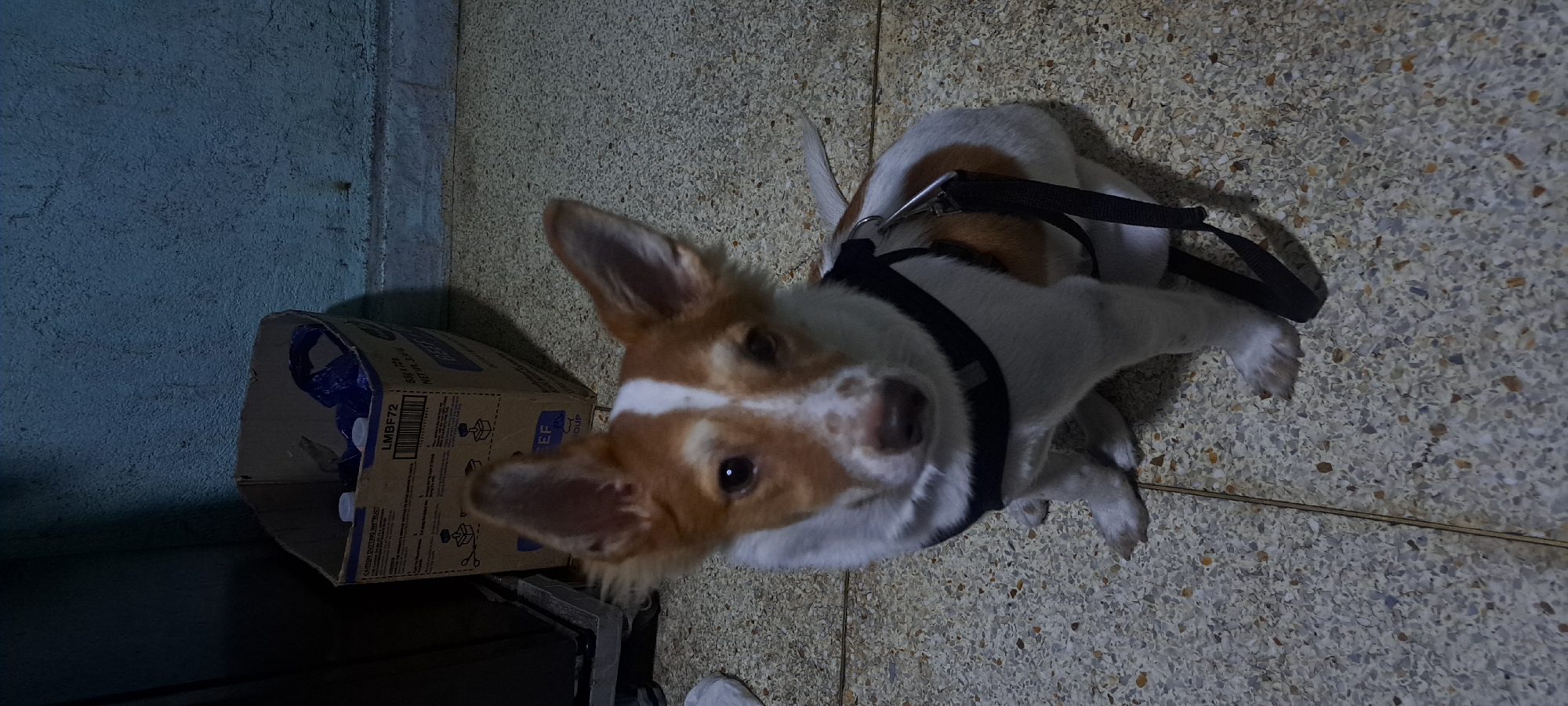 A medium shot shows a small, brown and white dog sitting on a terrazzo floor, facing the camera. The dog is wearing a black harness with a leash attached. The background includes a cardboard box filled with plastic bags and bottles, a dark cabinet to the left, and a blue-green wall with a textured finish. The lighting is dim, casting shadows on the floor. The scene appears to be indoors, possibly in a residential setting in Mandaluyong, Philippines.