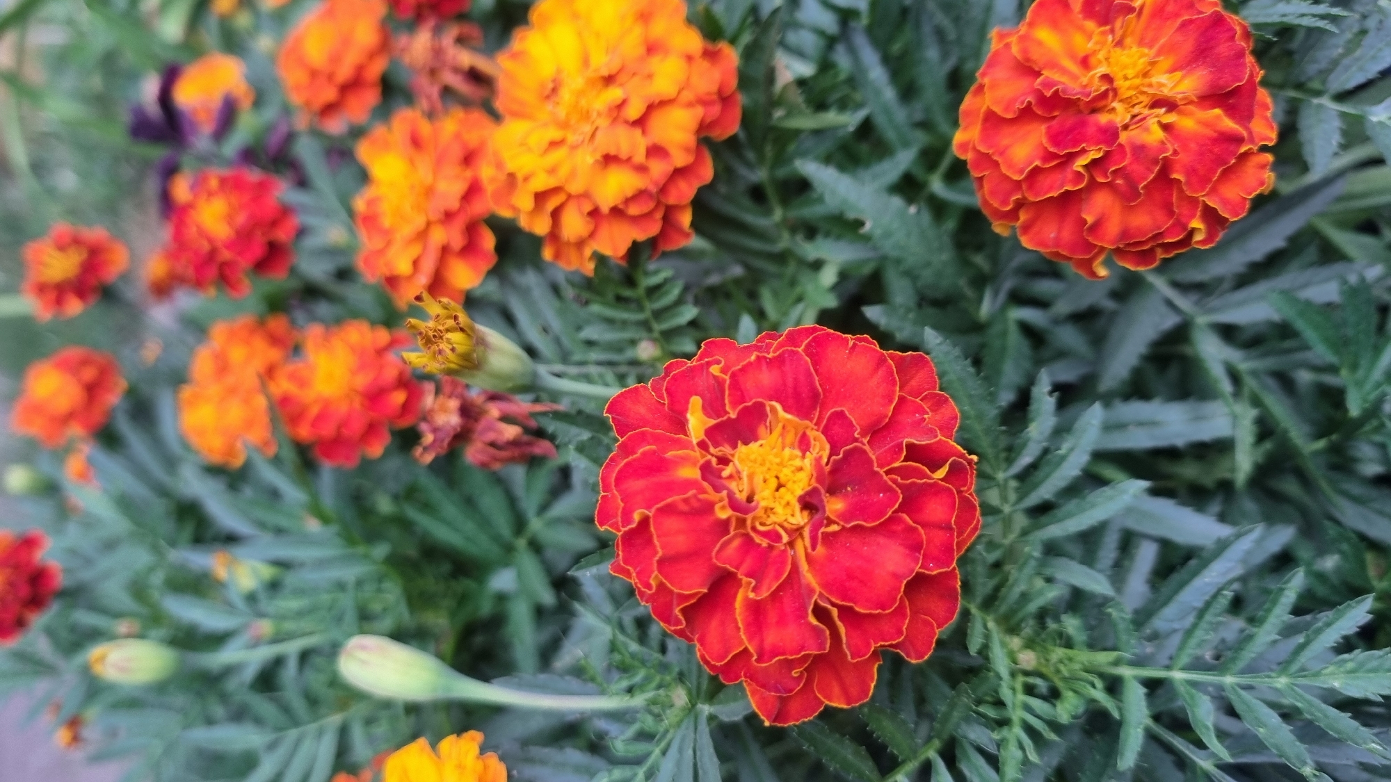 This is a close-up, eye-level, vertical shot of a cluster of marigolds in bloom. The marigolds are vibrant shades of orange and red, with some showing a gradient of color. The petals are ruffled and layered, creating a full, bushy appearance. The leaves are a deep green, serrated, and appear lush. In the foreground, a bright red and orange marigold is in sharp focus, its intricate petal structure clearly visible. Behind it, other marigolds are slightly out of focus, creating a shallow depth of field. A few unopened buds are also visible among the foliage. The scene suggests an outdoor setting, likely a garden or park. The image does not contain any discernible landmarks or specific elements that would indicate a precise location within Smila, Ukraine.