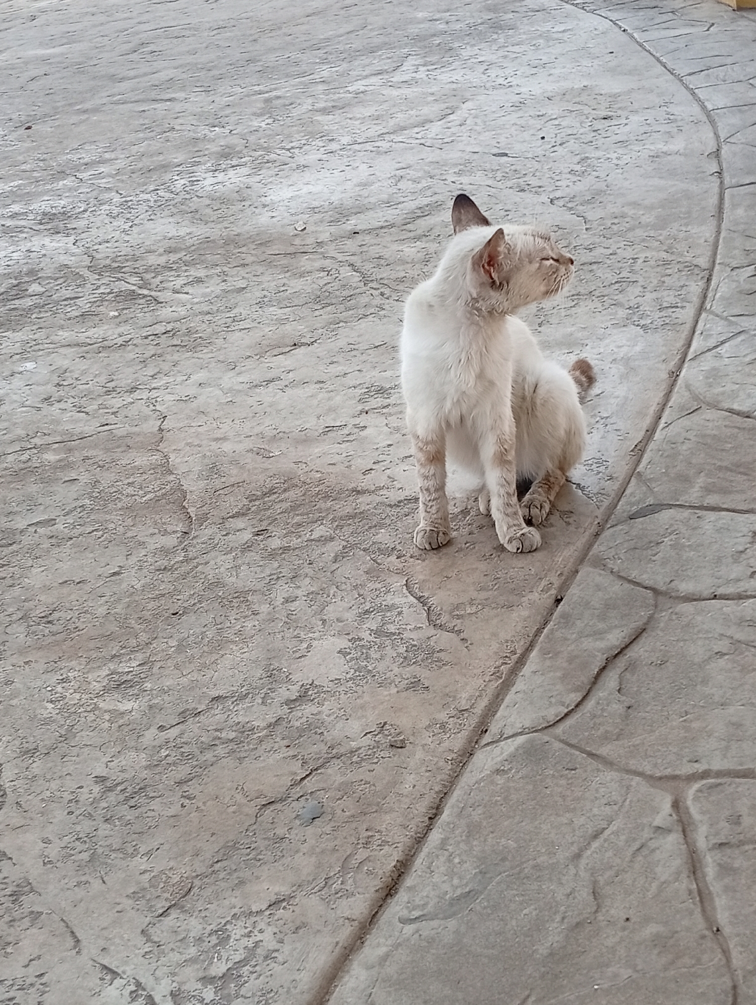 A light-colored cat with dark points on its ears and tail sits on a textured concrete surface. The cat is facing to its right with its eyes closed and its head tilted slightly back. The concrete appears to be part of a walkway or patio, with an curved edge made of larger, irregularly shaped stones. The background is out of focus and shows more of the same concrete surface. The image was taken in Juan Griego, Venezuela.