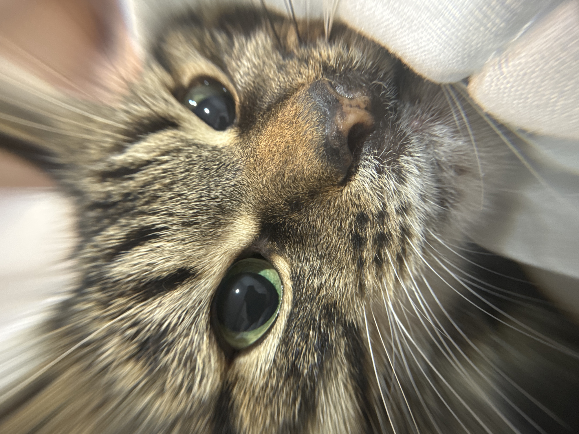A close-up, slightly blurred image focuses on the face of a brown tabby cat with green eyes. The cat's nose is centered in the frame, with the eyes positioned on either side. White whiskers are visible, particularly on the right side of the image. A white, semi-transparent material is partially visible in the upper right corner, potentially a curtain. The location is not discernible from the image.