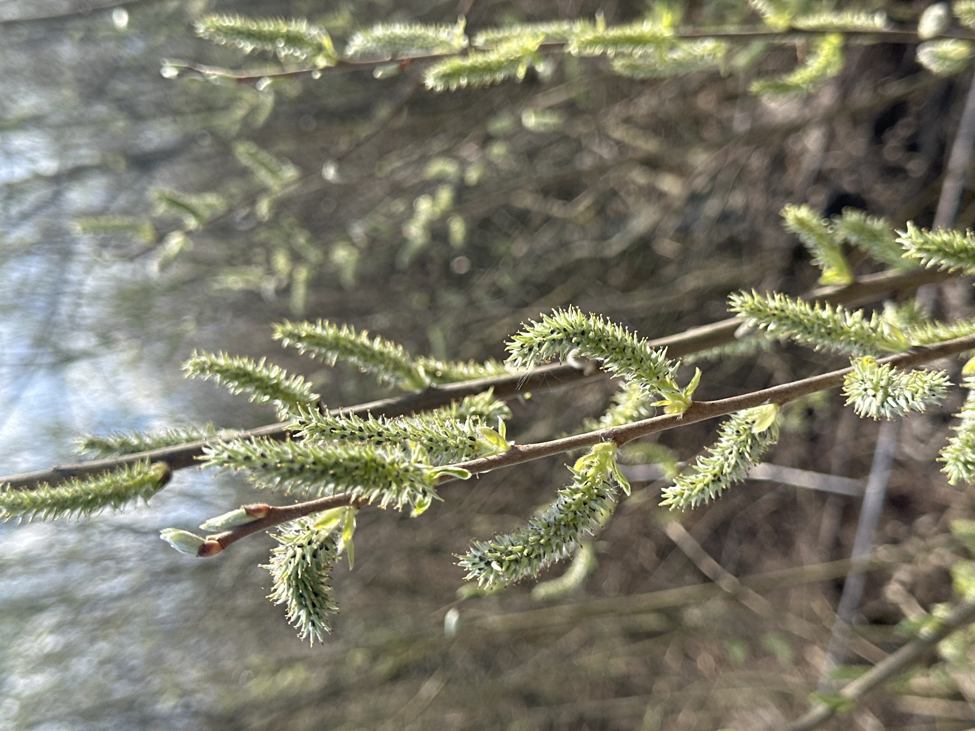 A close-up shows branches of a tree in the early stages of blooming, likely in spring. The buds are soft, greenish-yellow, with delicate, fuzzy tips. The branches are slender and brown, with some small, emerging leaves. The background is blurred, suggesting a natural setting. Based on the request, the location is Chaikovsky, Russia, but no other details about the location can be determined from the image. There are no people or objects visible in the image.