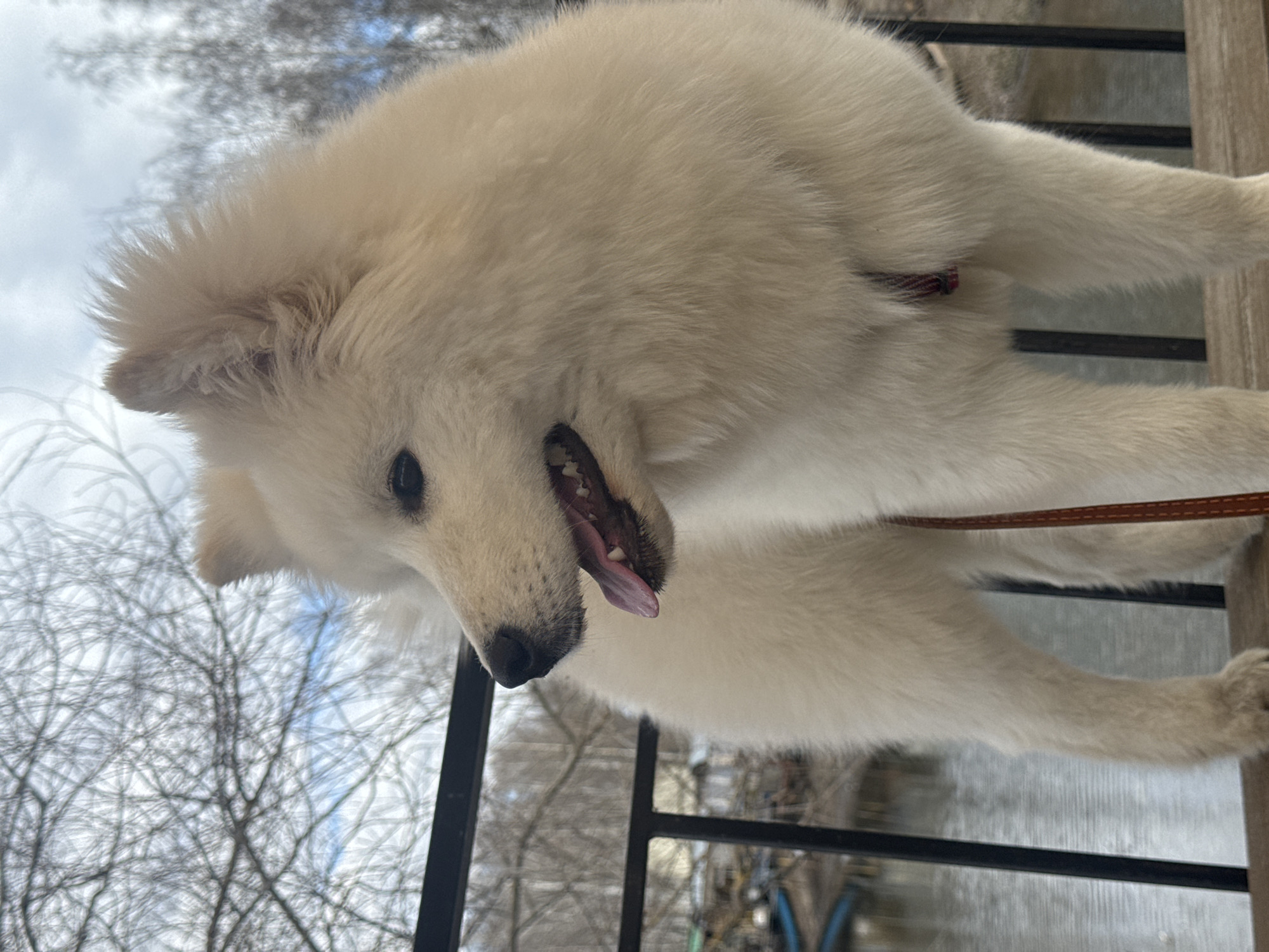 A close-up, slightly off-kilter shot shows a fluffy, white dog, possibly a Samoyed or similar breed, with its mouth open, tongue visible, and head angled downward. The dog appears to be on a balcony or elevated platform with a dark metal railing. Bare trees are visible in the background, suggesting a late autumn or winter season. The environment is urban, given the presence of the balcony. The location is in the city of Chaikovsky, Russia. The dog is on a leash, but the person holding it is not visible in the frame.