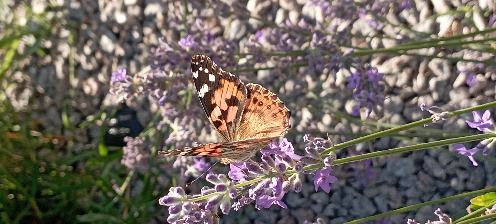 A butterfly with orange, black, and white markings is perched on a lavender sprig in a garden in Radisne, Ukraine. The butterfly's wings are spread, revealing intricate patterns. The lavender flowers are a vibrant purple, and the background consists of small grey stones and green foliage, suggesting a sunny outdoor environment. The image captures a moment of nature's beauty within the specified location.