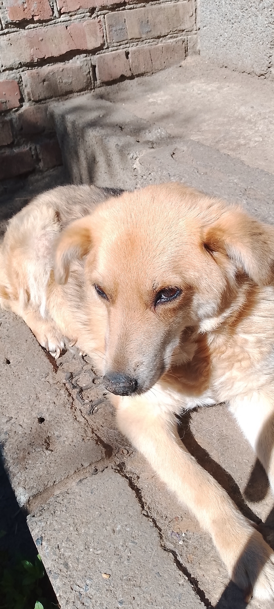 A light brown dog with dark eyes and a dirty nose is lying on a concrete surface in front of a brick wall. The dog is facing to the right, with its head tilted slightly downwards. The sun is shining brightly, casting shadows on the ground. The background consists of a rough brick wall and some green foliage. The scene appears to be outdoors, possibly in a courtyard or alleyway. The image was captured in Belgorod, Russia.