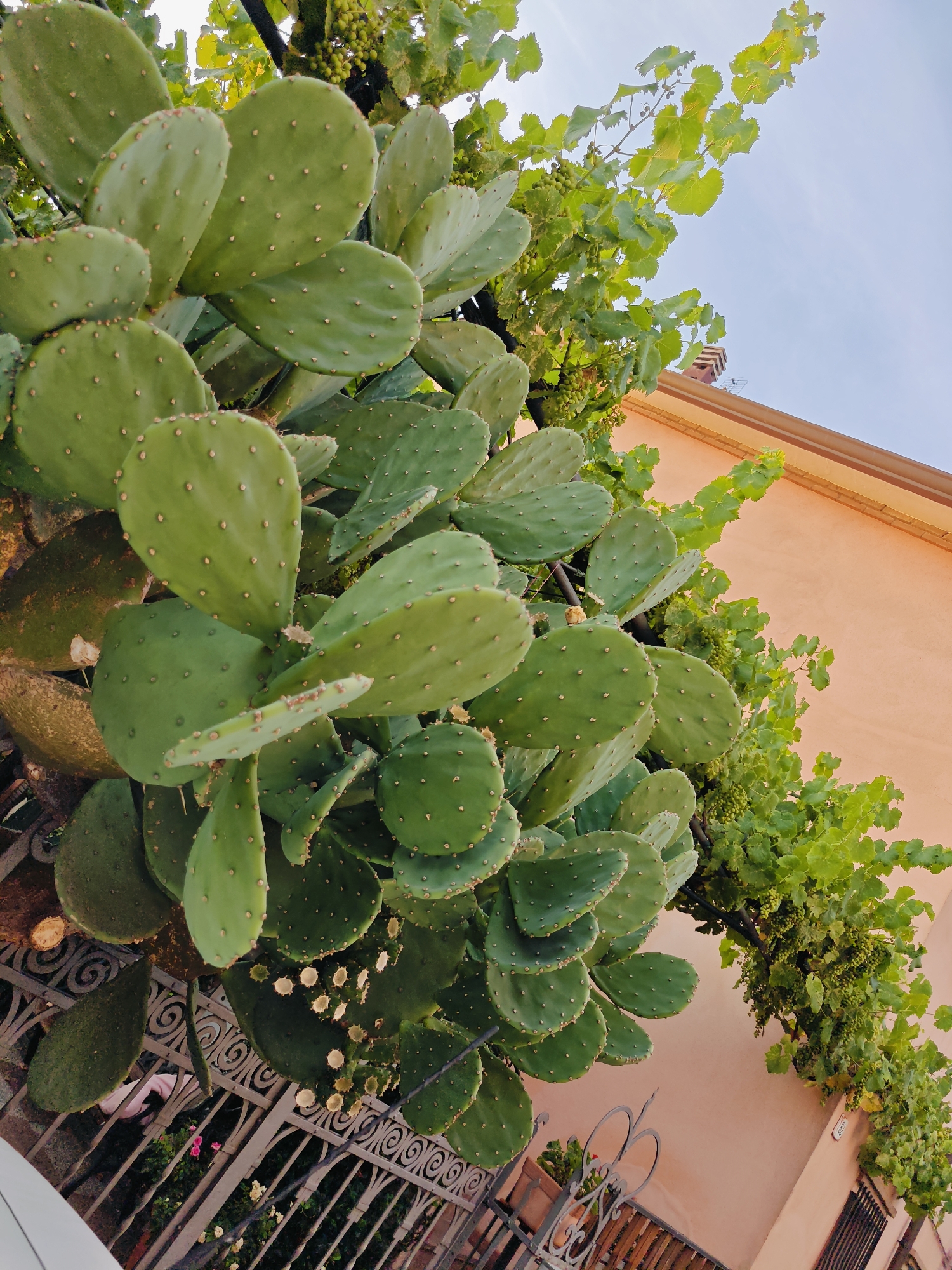 This is a low-angle, eye-level shot of a prickly pear cactus with large, flat green pads covered in small brown spines. The cactus is in the foreground, dominating the left side of the frame. Behind the cactus, to the right and upper portion of the image, is a vine with green leaves and small green grapes. The vine is growing along a building with a peach-colored wall and a brown roofline with a chimney. The sky is a clear, light blue. A decorative wrought-iron fence runs along the bottom of the image, partially obscured by the cactus and some greenery. A small pink flower is visible in the lower left corner, behind the fence. The scene appears to be outdoors on a sunny day, likely in a Mediterranean climate given the vegetation and architecture. There is no visible text in the image. The overall mood is natural and tranquil.