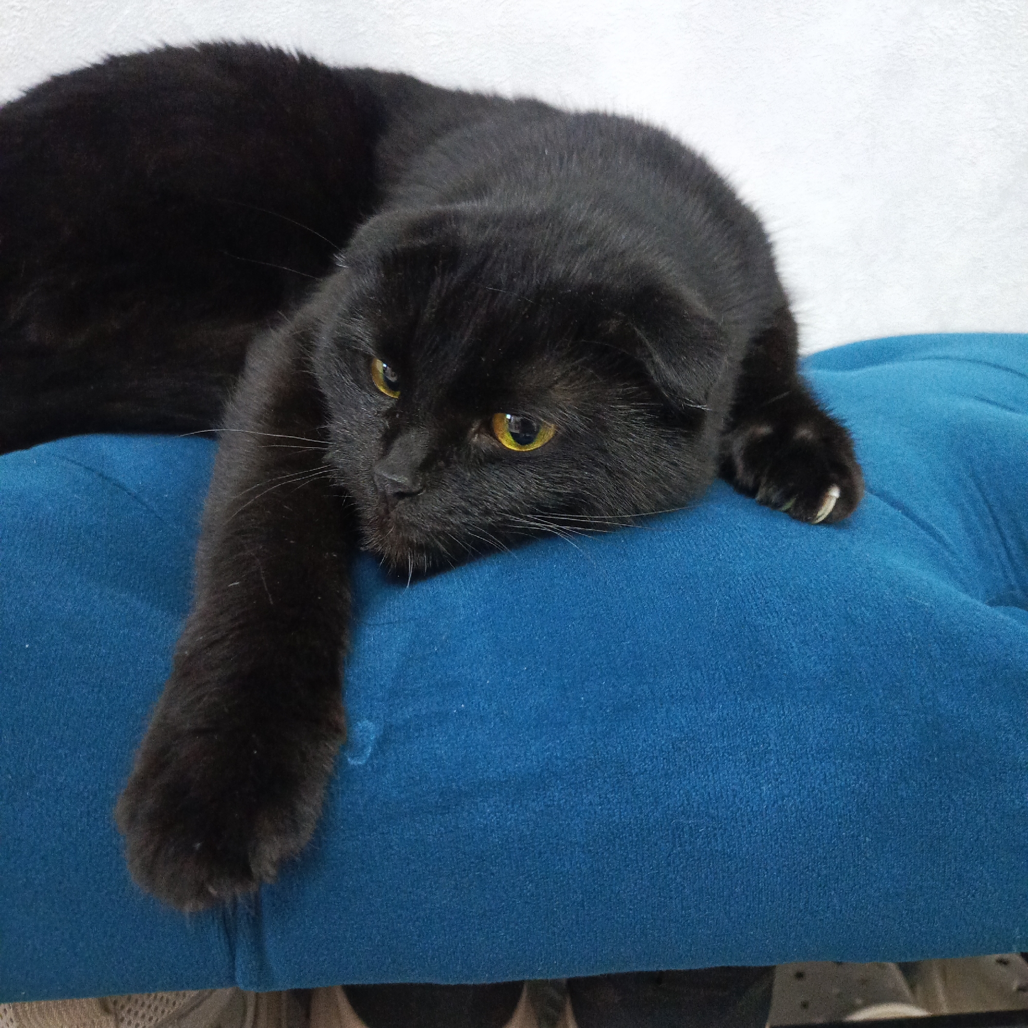 A black cat with yellow eyes rests on a blue upholstered cushion. The cat's head is turned slightly to the left, and one paw hangs over the edge of the cushion. The background is out of focus. The image was taken in the city of Марковский, Russia.
