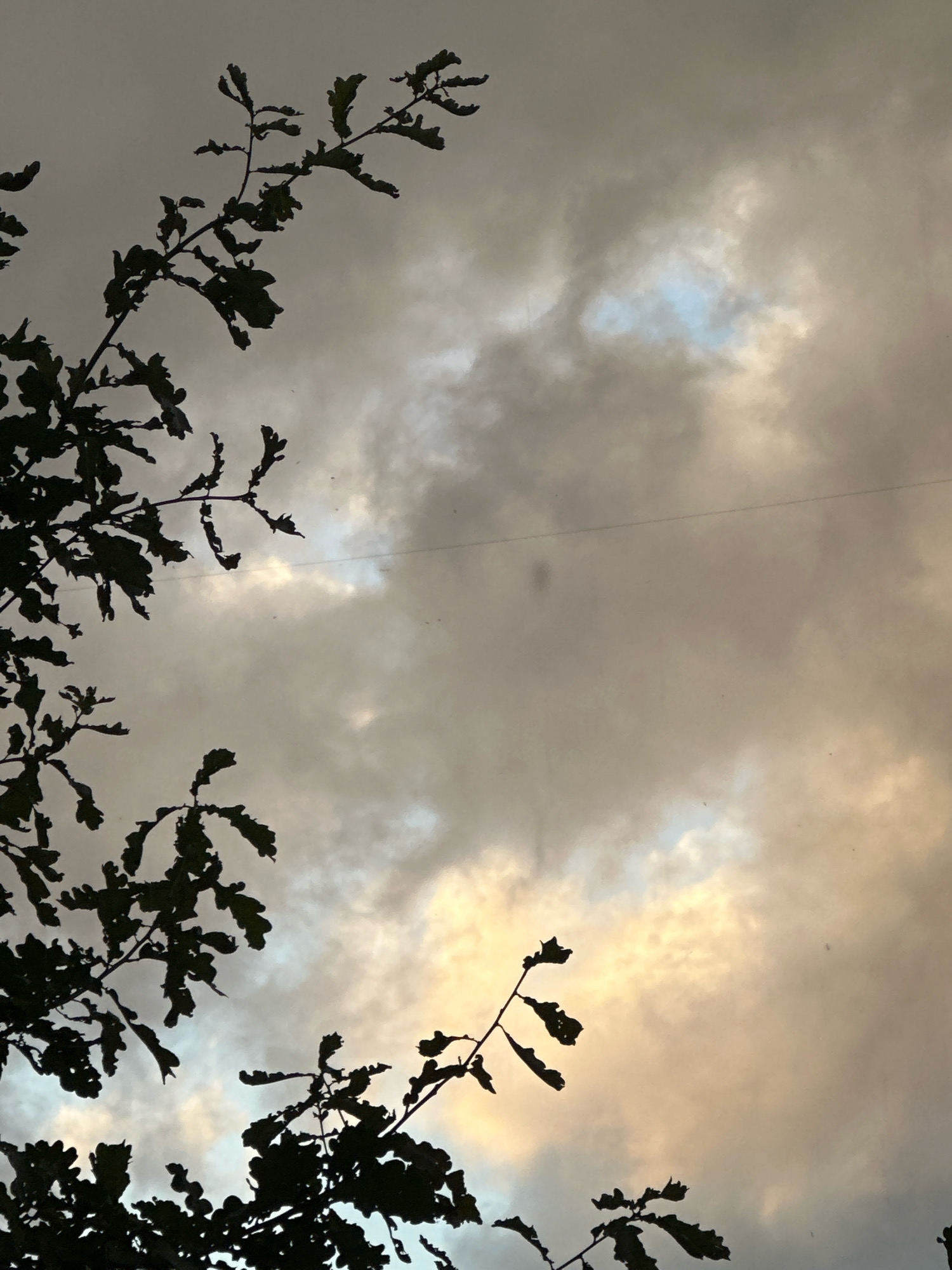 The image is a close-up, vertical, low-angle shot of dark, silhouetted oak branches and leaves against a cloudy sky. The sky is a mix of grey and muted yellow and blue tones, suggesting an overcast or twilight condition. A thin, dark horizontal line, likely a wire, is visible in the upper right portion of the frame. The branches are sparse, with some leaves clearly defined while others are obscured by shadow. The overall impression is one of natural scenery, likely outdoors, with no urban elements or people clearly visible. The image is a photograph, likely taken with a handheld device, and exhibits a shallow depth of field. The location is unknown, Russia.