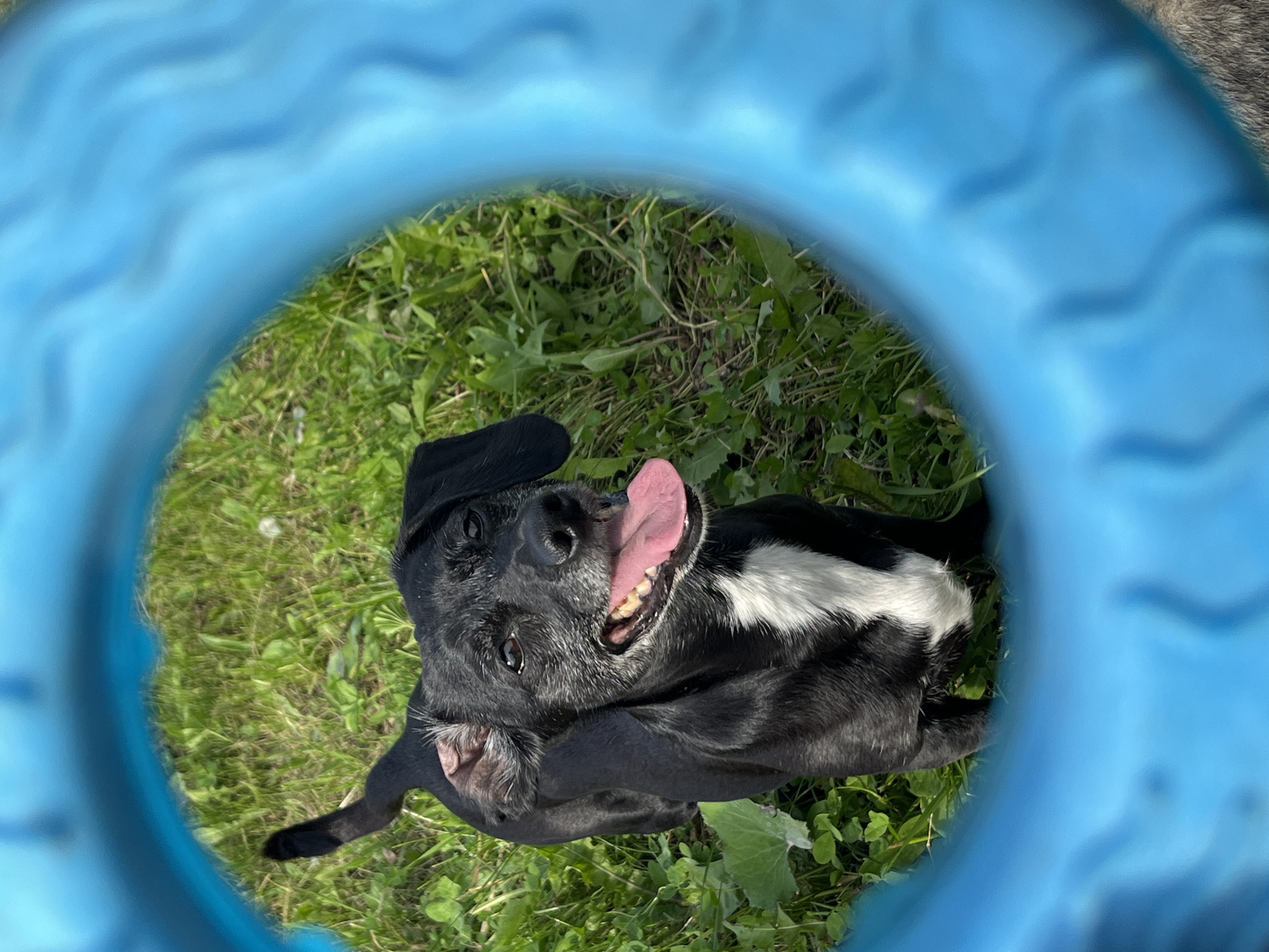 A black dog with a white chest patch is looking up through a bright blue circular object, possibly a toy or a hoop. The dog has its tongue out and appears happy. The background consists of green grass and some leafy plants, suggesting an outdoor setting. The image is taken from a low angle, looking up at the dog through the blue object. There is no discernible information in the image that would indicate its location in Nizhny Tagil, Russia.