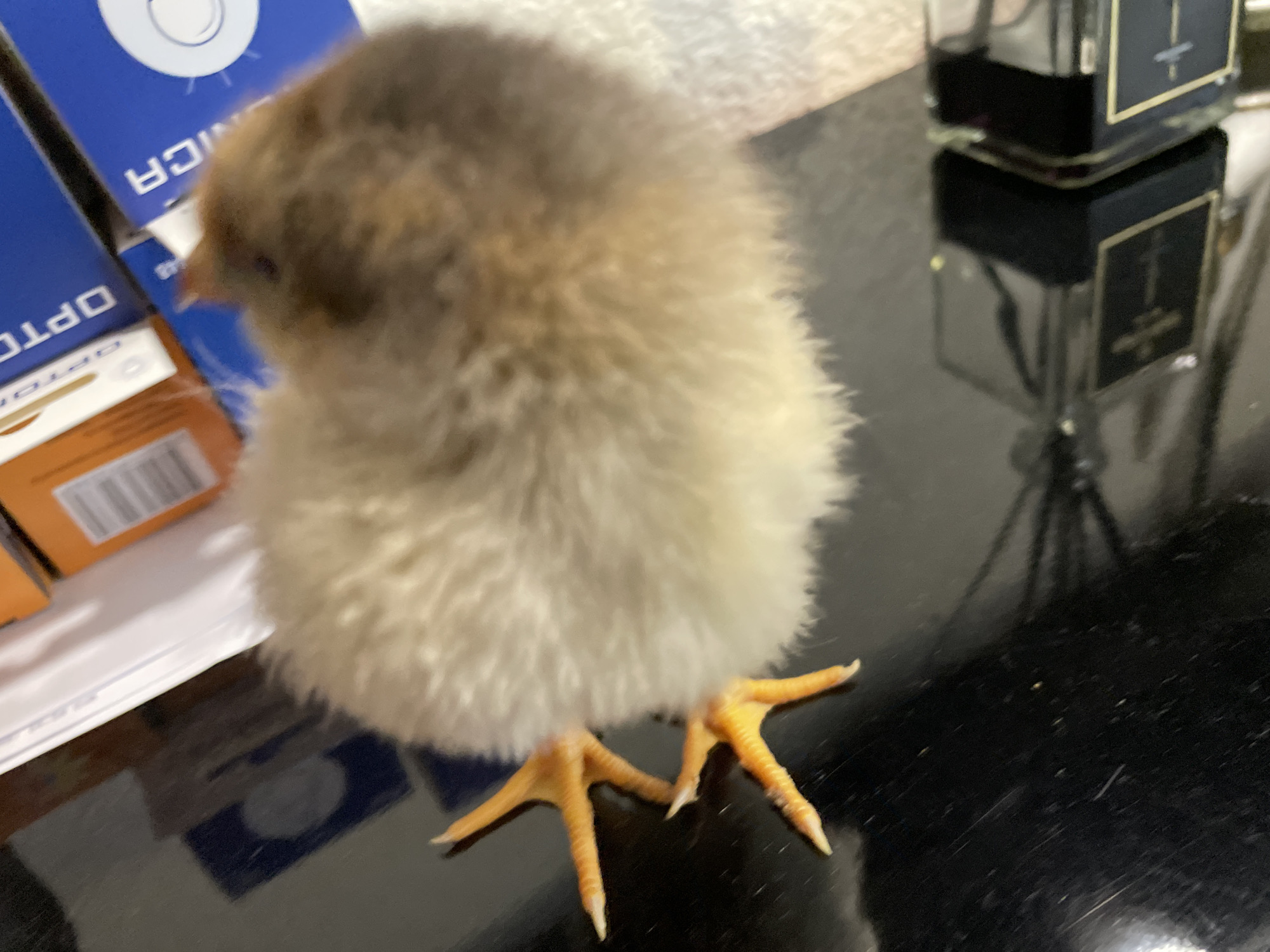 A fluffy, light brown and white chick stands on a black glossy surface. Its orange feet are clearly visible. Partially visible on the left is a stack of blue and orange boxes. In the background on the right, there is a glass container with a dark substance inside. The location in the city of Zlatograd, Bulgaria is not discernible from the image.