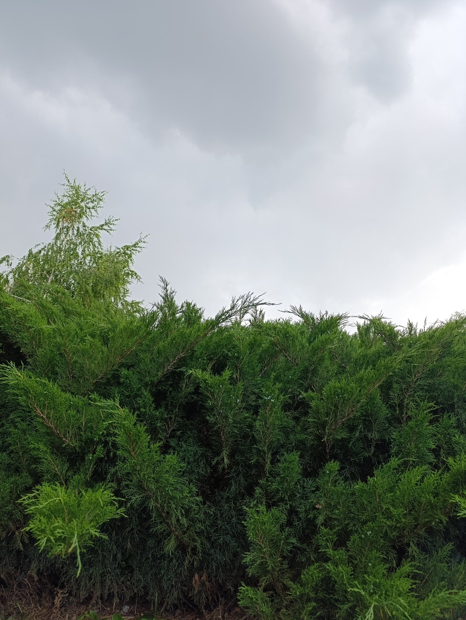 The image shows a close-up view of lush green coniferous bushes under a cloudy sky. A portion of a lighter green deciduous tree is visible on the left, reaching above the conifers. The ground beneath the bushes appears to be covered in dry leaves and soil. The scene is likely an outdoor environment, possibly a park or garden, in Novokuybyshevsk, Russia, given the context. There are no people or animals visible.