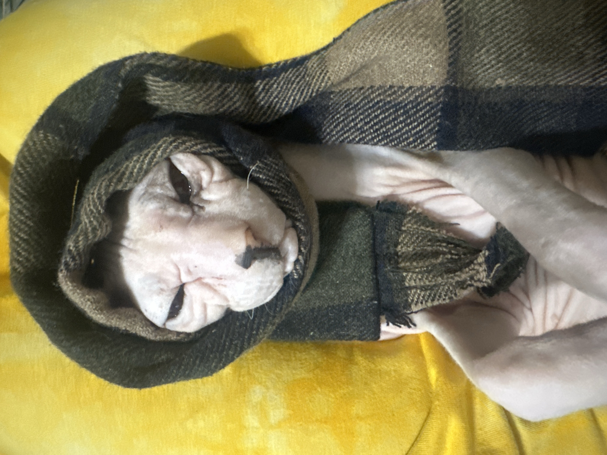 A hairless cat is wrapped in a plaid blanket on a yellow surface. The cat is mostly covered by the blanket, with only its head and a portion of its body visible. The cat's skin is pinkish, and it appears to be relaxed and comfortable. The blanket has a pattern of dark green, black, and brown stripes. The yellow surface could be a blanket or a cushion. The image appears to be taken indoors, in a well-lit environment, possibly during the day. There is no visible text in the image.