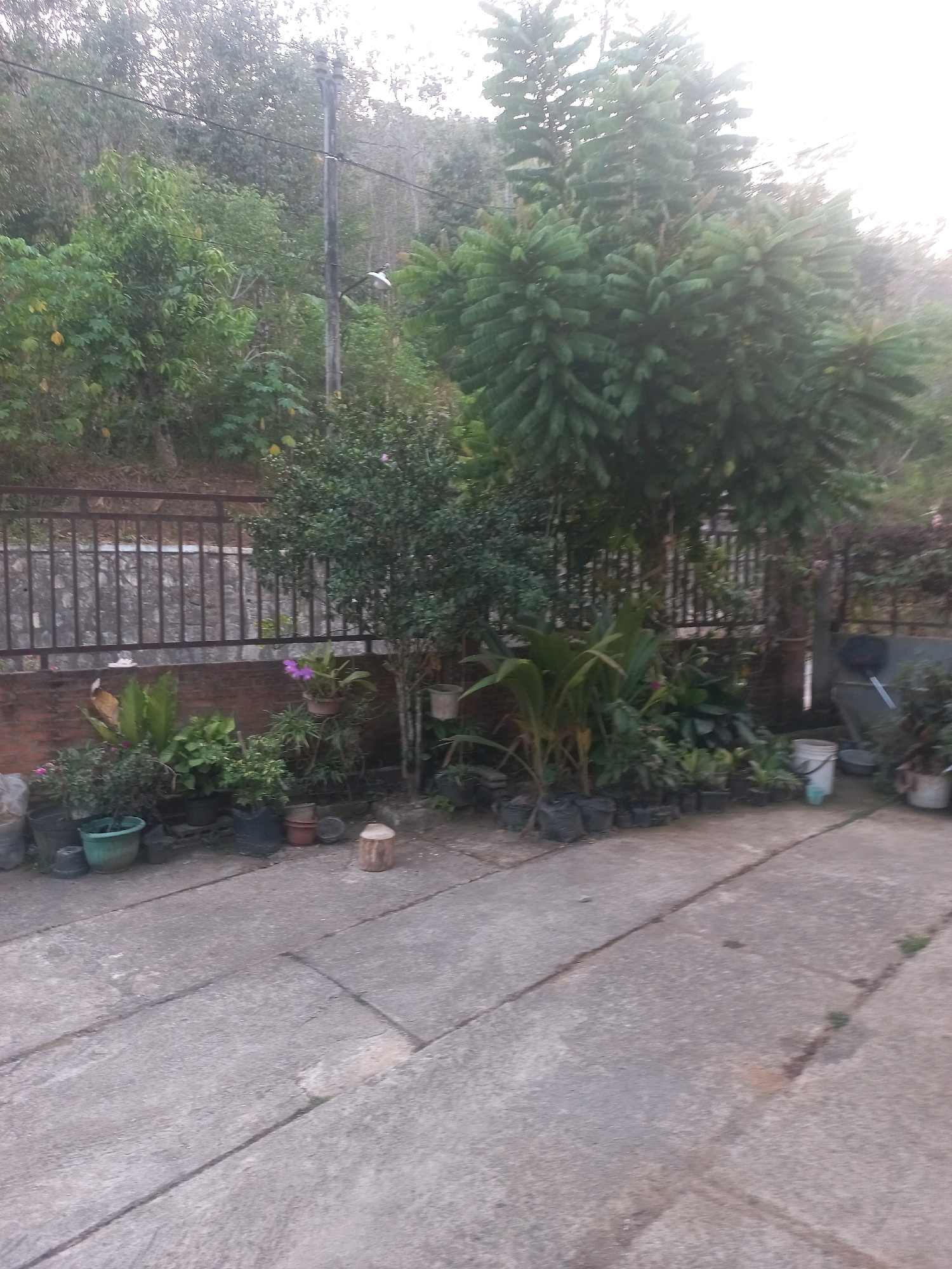 The image depicts an outdoor scene in Sukoharjo, Indonesia, likely a residential yard or garden area. The foreground is dominated by a paved concrete walkway with visible expansion joints. The walkway leads towards a low brick wall, behind which a black metal fence runs horizontally across the mid-ground. Beyond the fence, a sloped embankment is covered with dense foliage and trees.
The area immediately in front of the brick wall is occupied by a collection of potted plants. These include various types of greenery, some with broad leaves and others with smaller foliage. A small tree with sparse branches and a few pink flowers stands to the right of the collection of plants. In the background, several large, mature trees with dense, dark green foliage create a canopy. Some of these trees appear to be coniferous.
On the concrete walkway, towards the right side of the image, several objects are present. These include a white bucket, a gray bucket, and a larger white pot with a plant. To the left of the walkway, a wooden cylindrical object resembling a log or a stump is placed on the ground. A scattering of small potted plants, some wrapped in dark plastic bags, are arranged along the base of the brick wall. The overall impression is of a somewhat overgrown but maintained outdoor space, with a mix of natural vegetation and cultivated plants. The lighting suggests it is either early morning or late afternoon, with a soft, diffused light.