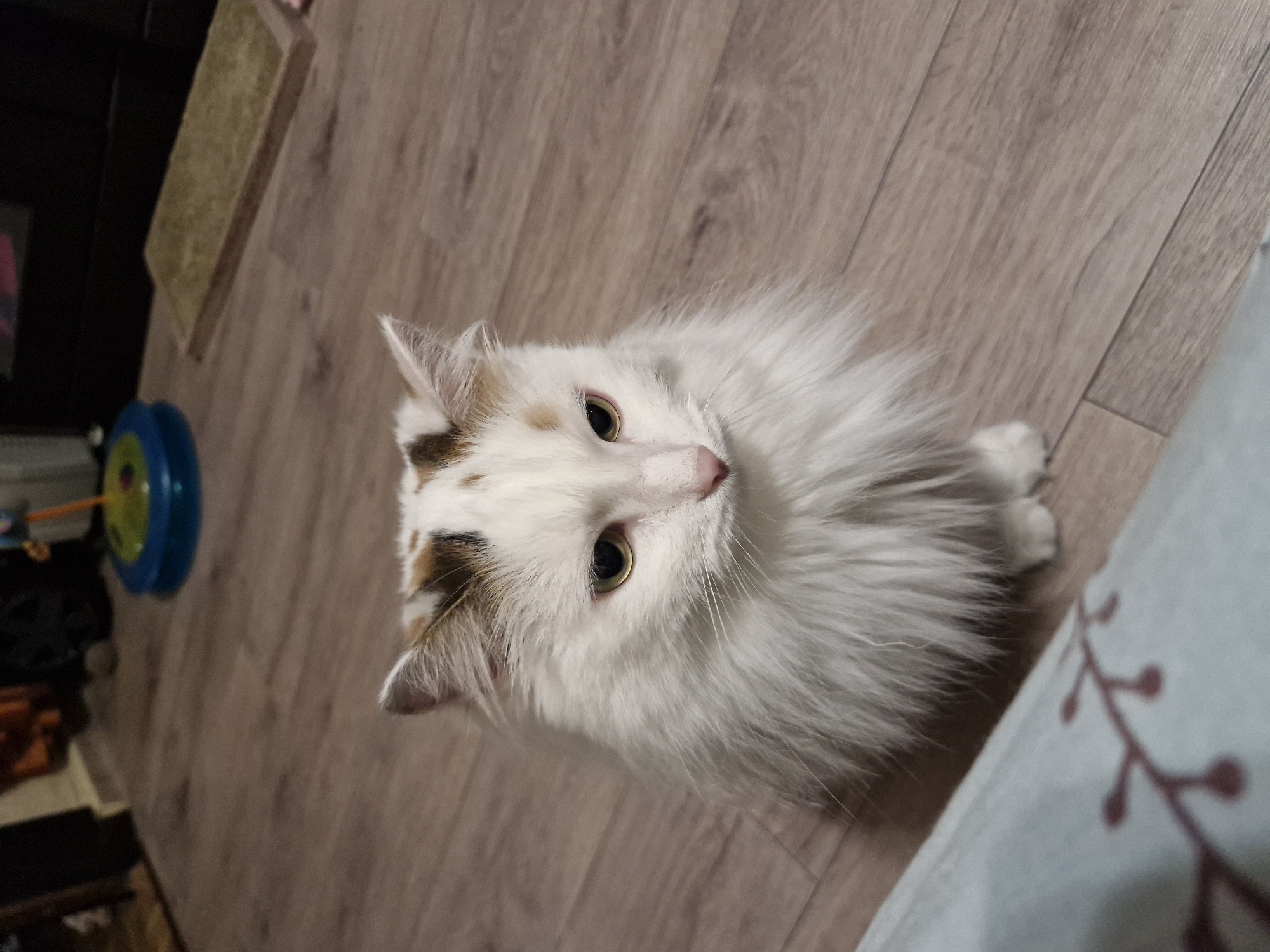 A fluffy calico cat with white, brown, and black markings sits on a wooden floor. The cat has green eyes and a pink nose. In the background, a blue and green toy and a scratching post are visible, along with a dark object that appears to be a piece of furniture. The scene suggests an indoor domestic environment, possibly a home in Yekaterinburg, Russia, though no specific geographical markers are present in the image to confirm this location.