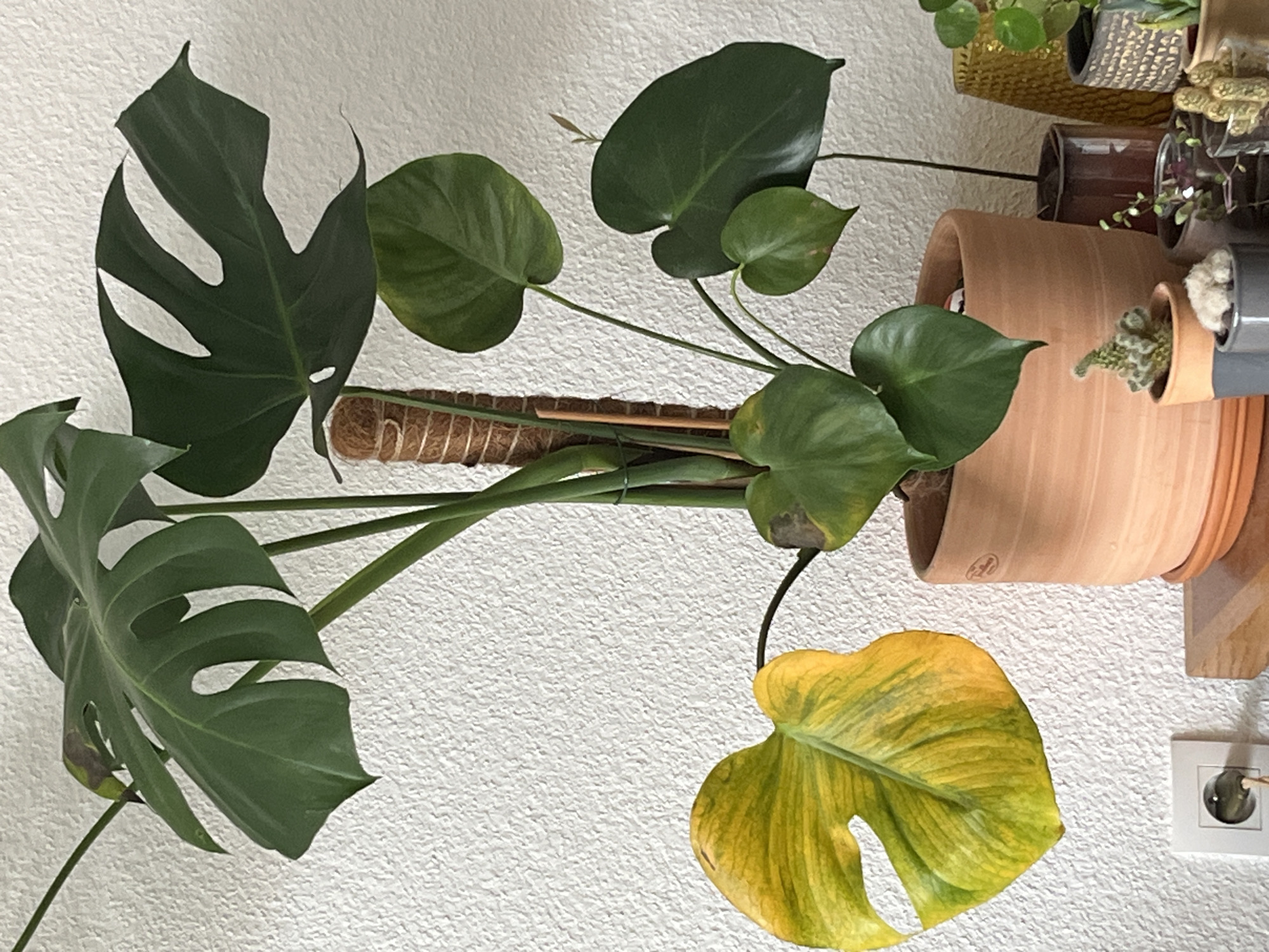 An indoor close-up shot shows a Monstera plant with split leaves, one of which is turning yellow and wilting, indicating potential distress. The plant is potted in a terracotta pot with a moss pole for support, positioned against a textured white wall. Smaller potted succulents and other plants are visible in the background, along with a yellow decorative vase and a brown pot. The scene is lit by natural light, casting soft shadows. The image does not provide any information or visual cues related to the city of Gertwiller, France, or any specific location within it. There are no people or actions depicted in the image.