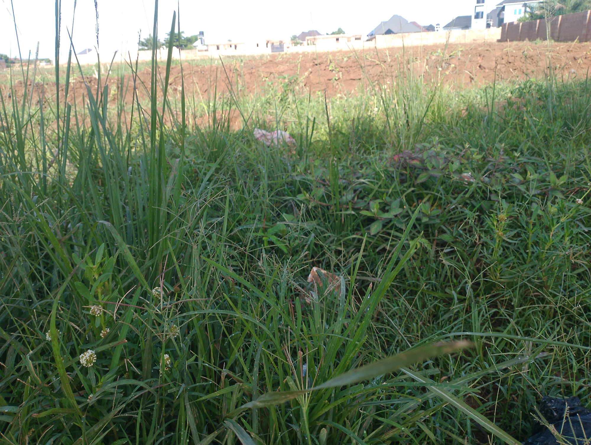 The image depicts an overgrown area with tall grass in the foreground, obscuring a partially cleared field in the background. Several unfinished buildings, characteristic of ongoing construction, are visible on a slight rise in the distance. The architecture suggests a modern style with multiple stories. The overall scene appears to be an undeveloped construction site in a suburban or semi-rural part of DU, Nigeria, with abundant vegetation encroaching on the cleared land. The lighting suggests it is daytime, likely morning or late afternoon due to the angle of the shadows.