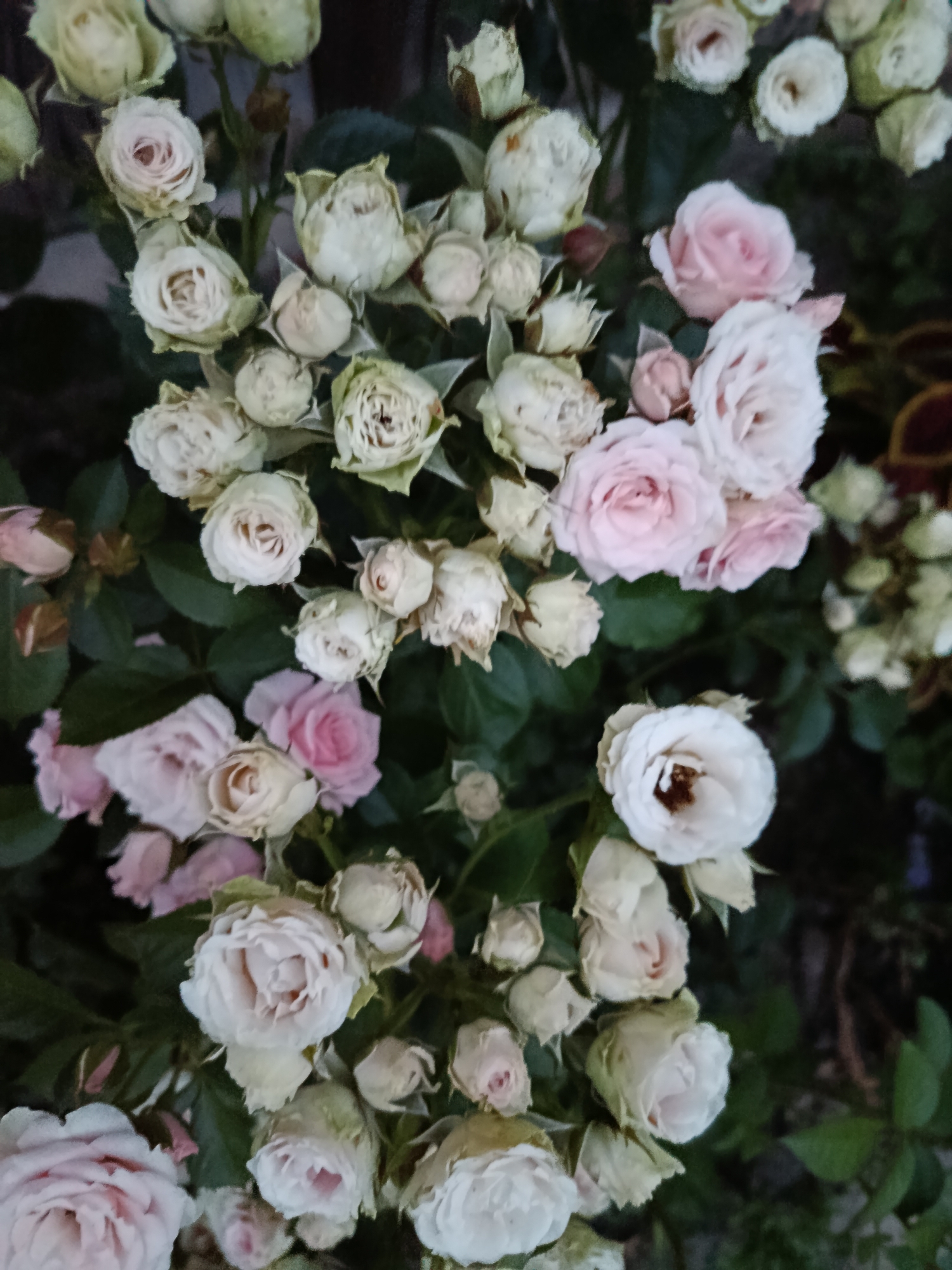 A close-up, top-down view captures a cluster of delicate, pale pink and white roses against a backdrop of dark green leaves. The roses are in various stages of bloom, with some fully open and others still in bud. The lighting is soft, highlighting the subtle color variations and textures of the petals. The image appears to be a still life, likely taken in a garden or a floral arrangement. There is no indication of the specific location within Novozybkov, Russia.