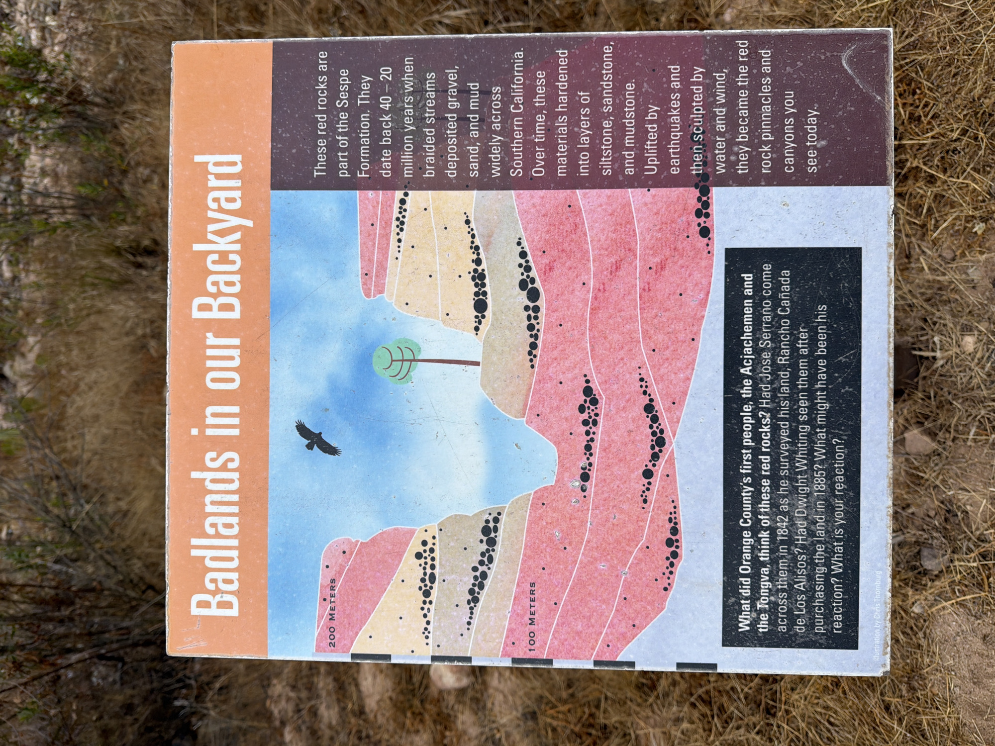 This media file features a close-up, slightly angled shot of an informational sign about the "Badlands in our Backyard." The sign is placed outdoors, with dry, grassy vegetation and dirt visible in the foreground and background, suggesting a natural, arid environment. The sign itself is colorful, depicting a cross-section of geological layers and a stylized landscape with a tree and a bird in flight.
The sign is divided into two main sections of text. The larger section, on the left, is an orange panel with white, bold lettering that reads "Badlands in our Backyard." To the right of this is a brown panel containing explanatory text about the red rocks. This text details their origin from the Sespe Formation, dating back 40-20 million years, formed from braided streams depositing gravel, sand, and mud. It explains how these materials hardened into siltstone, sandstone, and mudstone, and were later uplifted by earthquakes and sculpted by water and wind into pinnacles and canyons.
Below the geological illustration, a black panel presents a series of questions related to the history of the land and its people. It asks what the Acjachemen and Tongva people thought of the rocks, and if historical figures like Jose Serrano or Dwight Whiting observed them. The questions conclude by asking the viewer for their own reaction.
Visible text includes "200 METERS" and "100 METERS" near the bottom of the illustrated geological layers. A credit at the bottom right of the sign reads "Illustration by Chris Thornburg." The image appears to be taken during the daytime, with natural lighting illuminating the sign and its surroundings. The setting strongly suggests an outdoor location in a natural park or geological area.